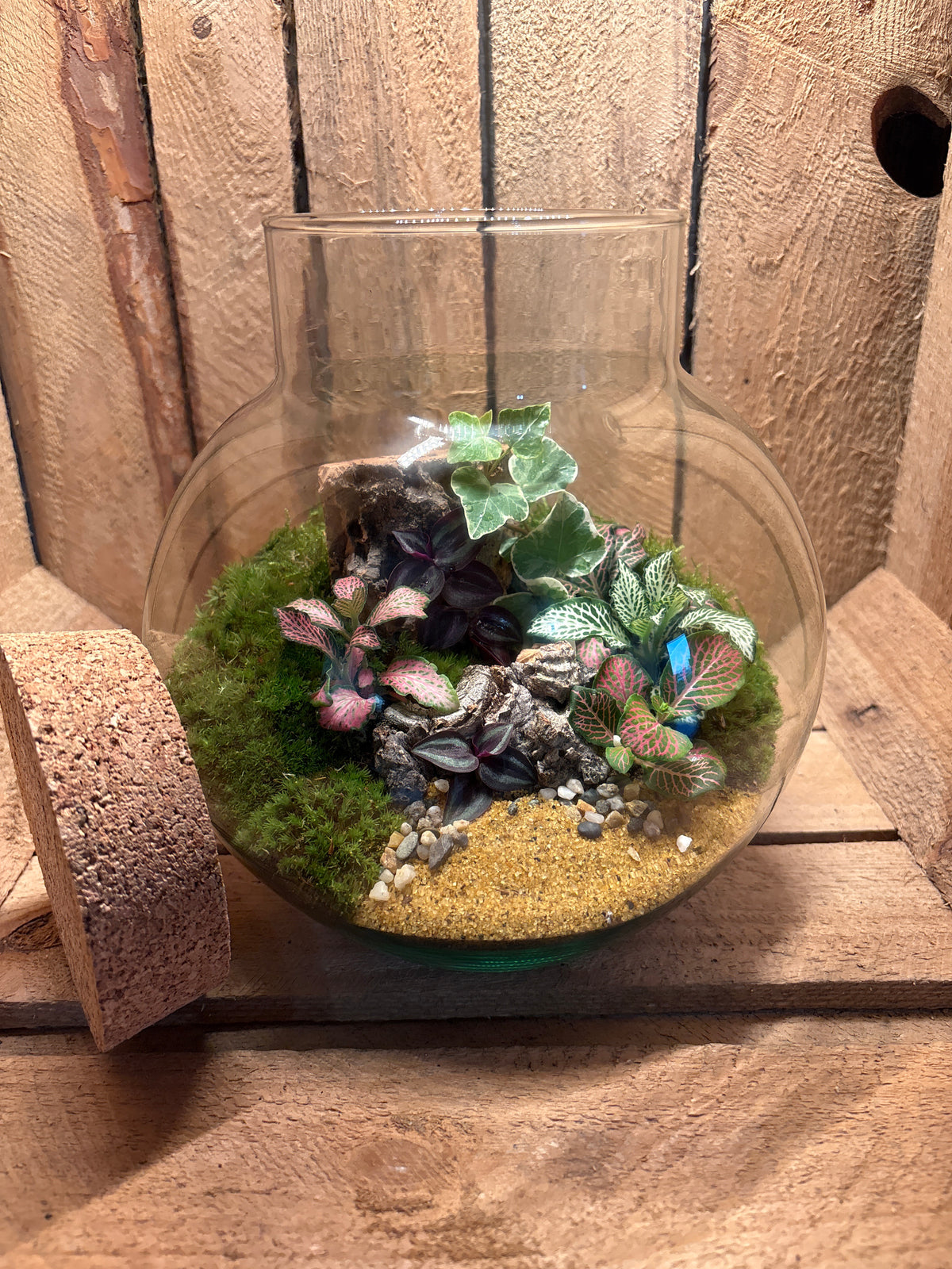 Ready-made Terrarium – George Jar