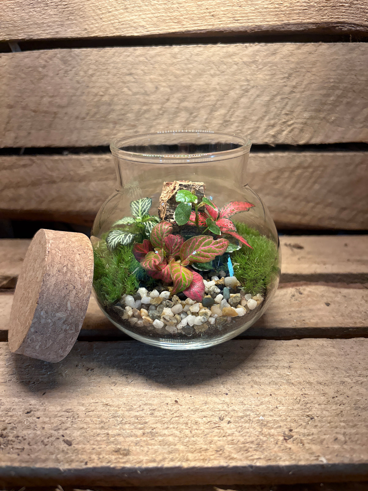 Ready-made Terrarium - Tiny