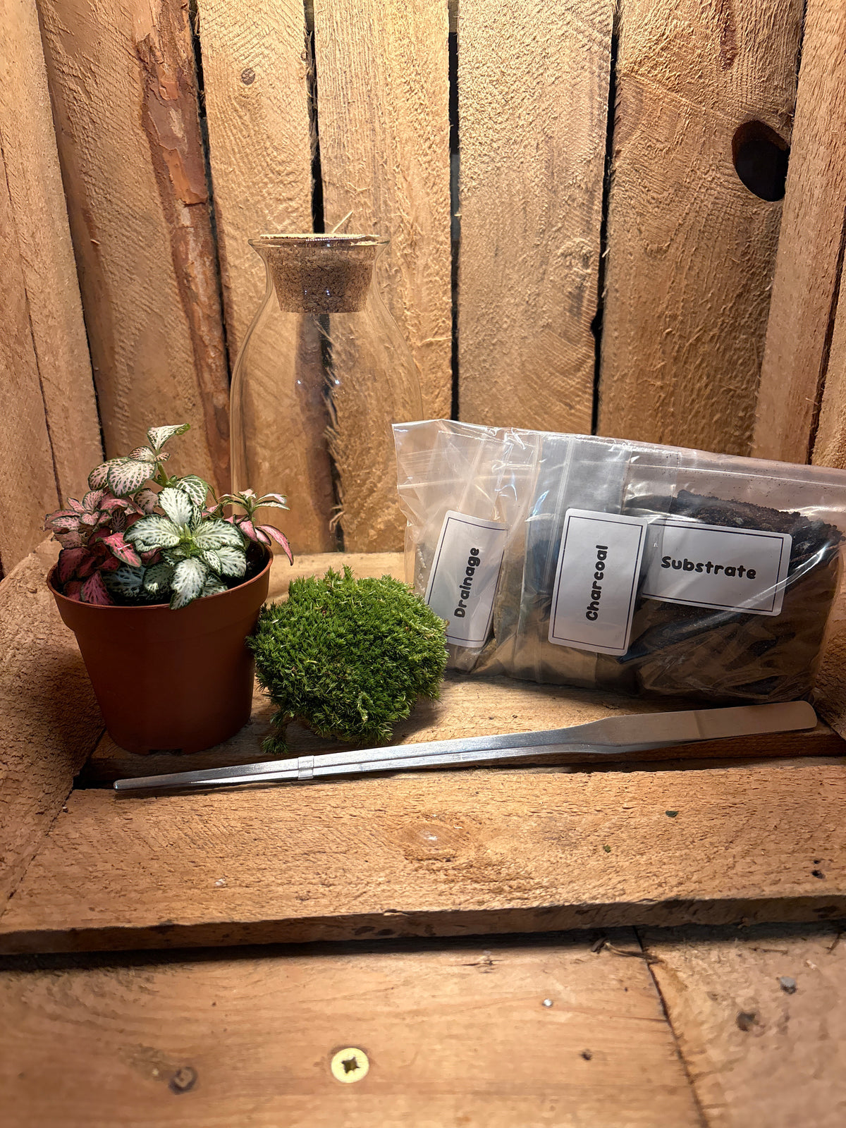 Ready-made Terrarium – Chloe Jar