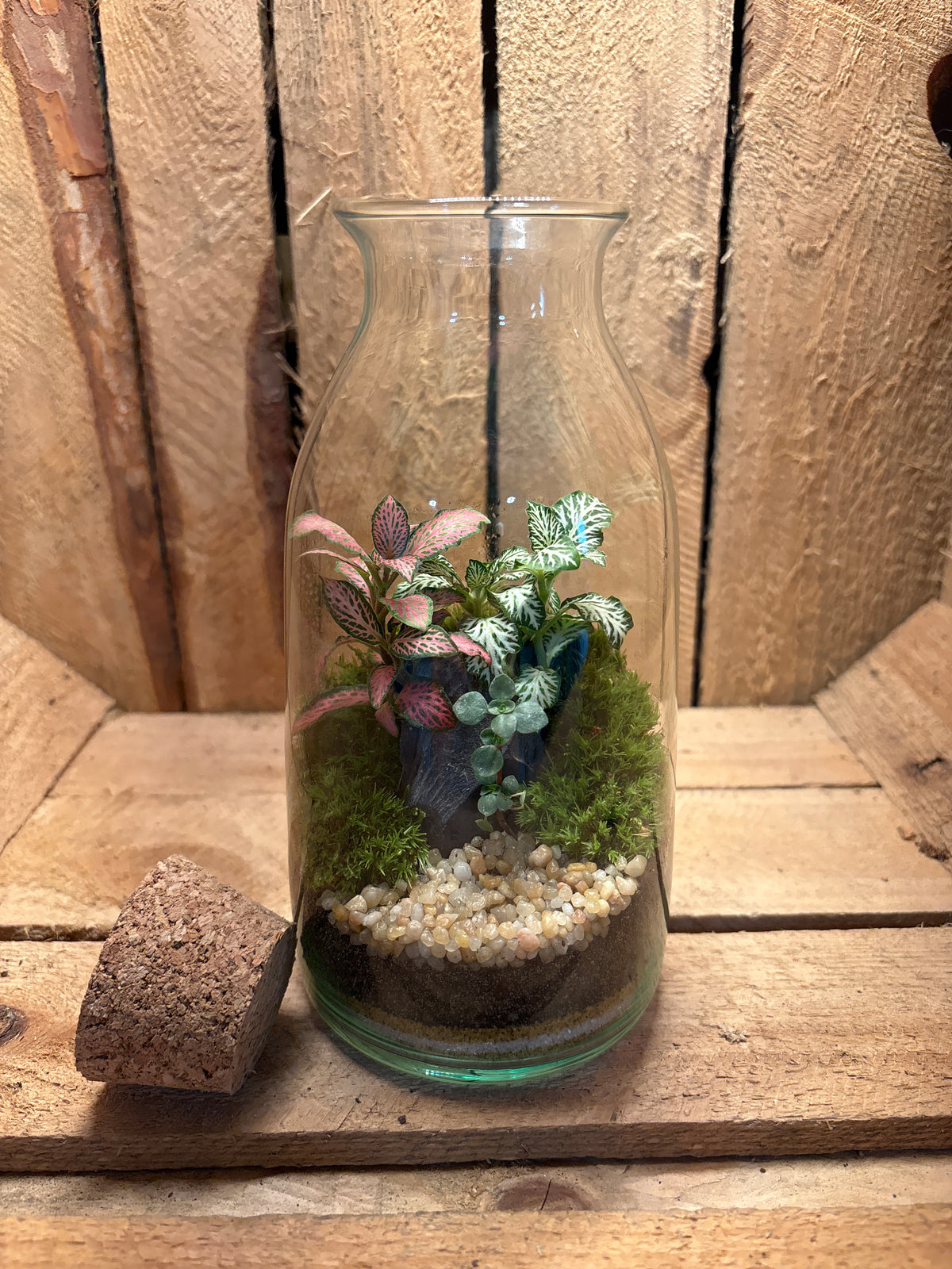 Ready-made Terrarium – Chloe Jar