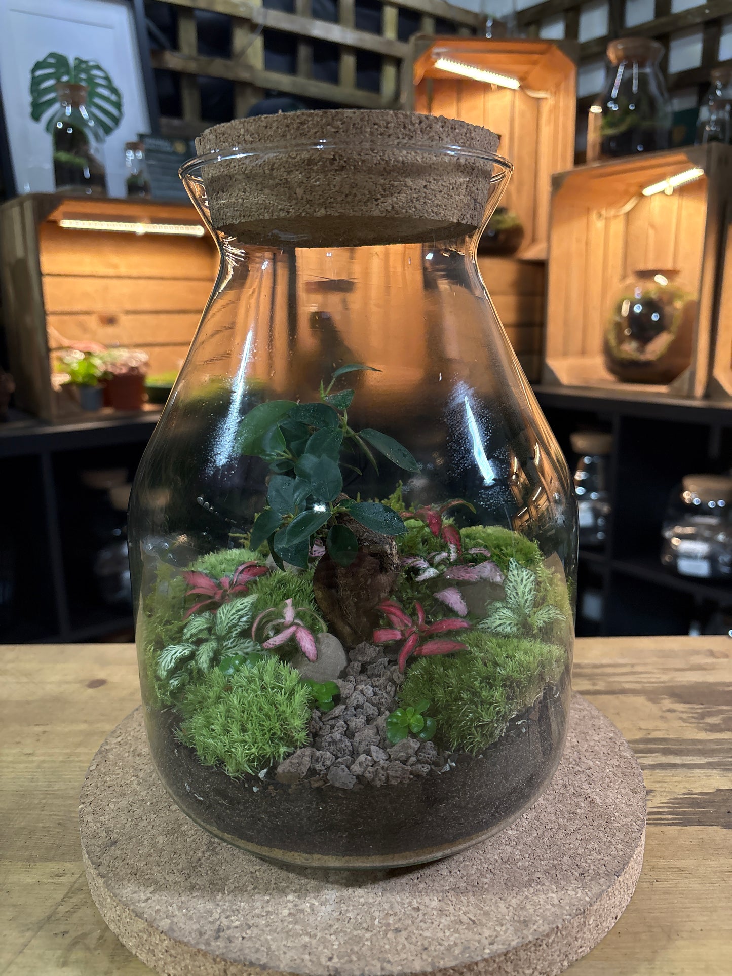 Ready-made Terrarium – Jamie Jar