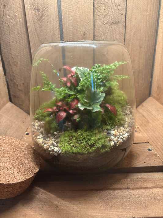 Ready-made Terrarium – Anna Jar