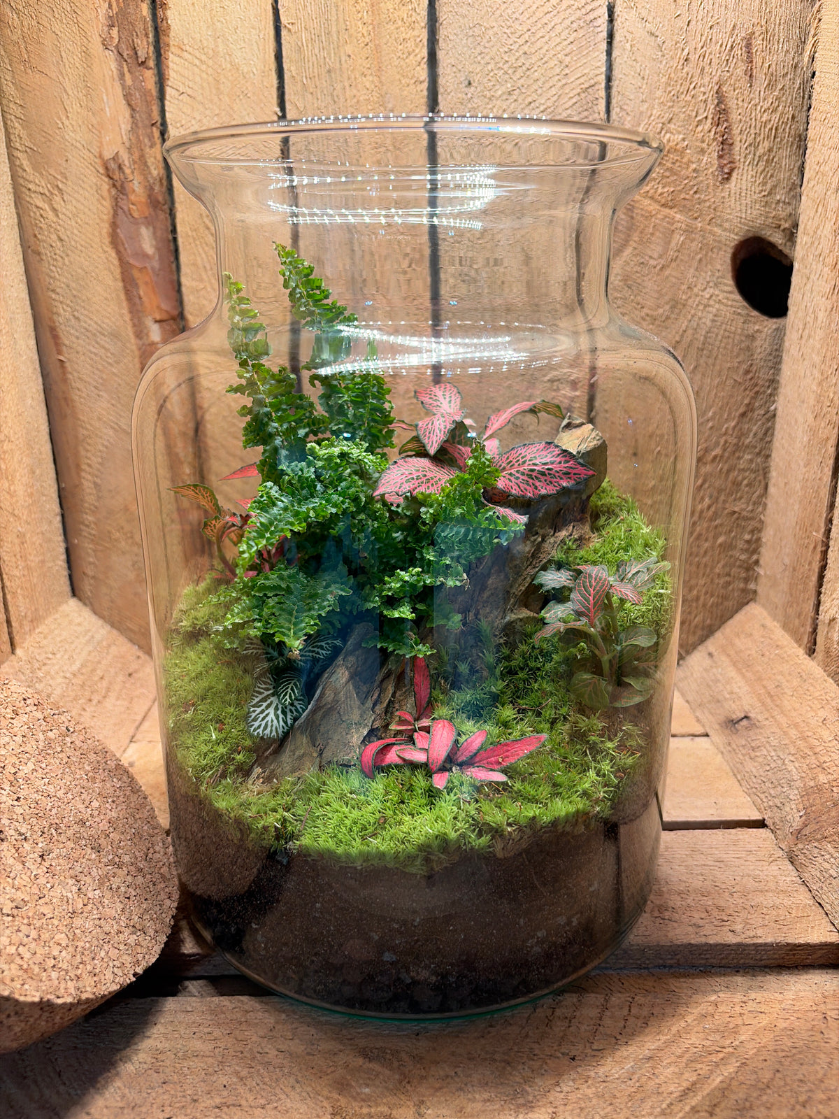 Ready-made Terrarium – Neev Jar