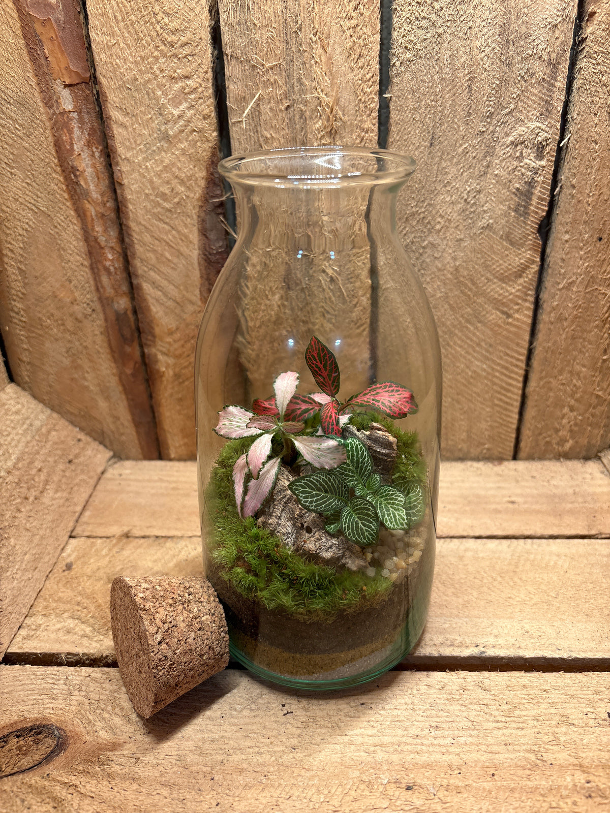 Ready-made Terrarium – Chloe Jar
