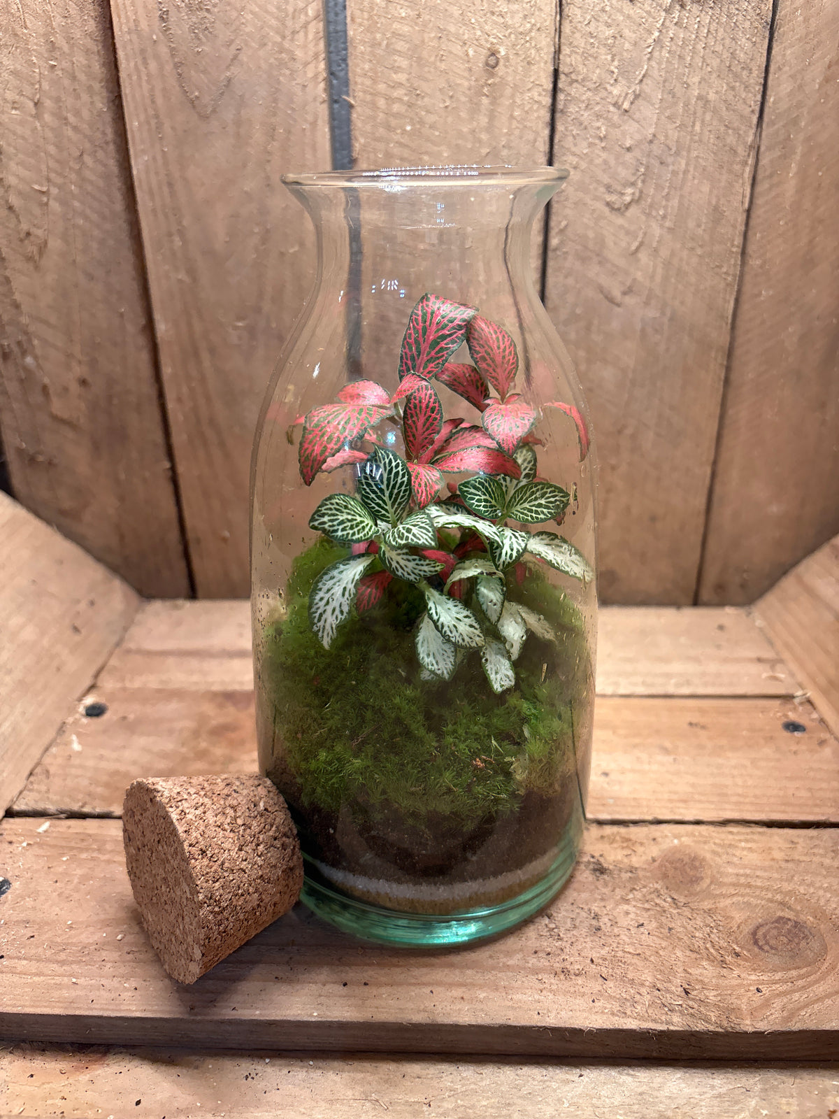 Ready-made Terrarium – Chloe Jar