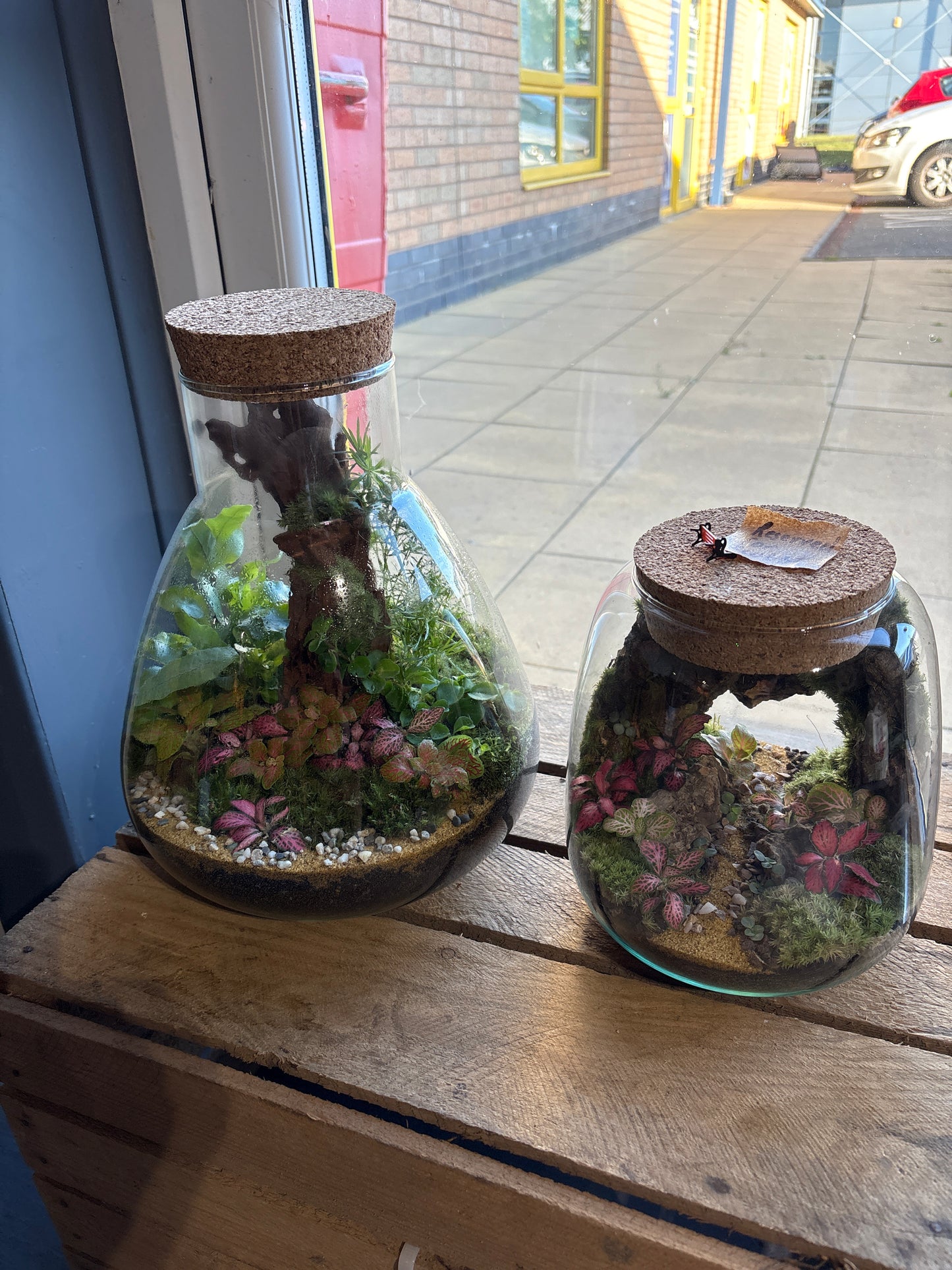 Ready-made Terrarium – Bruce Jar