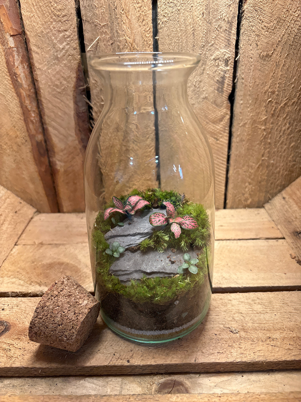 Ready-made Terrarium – Chloe Jar