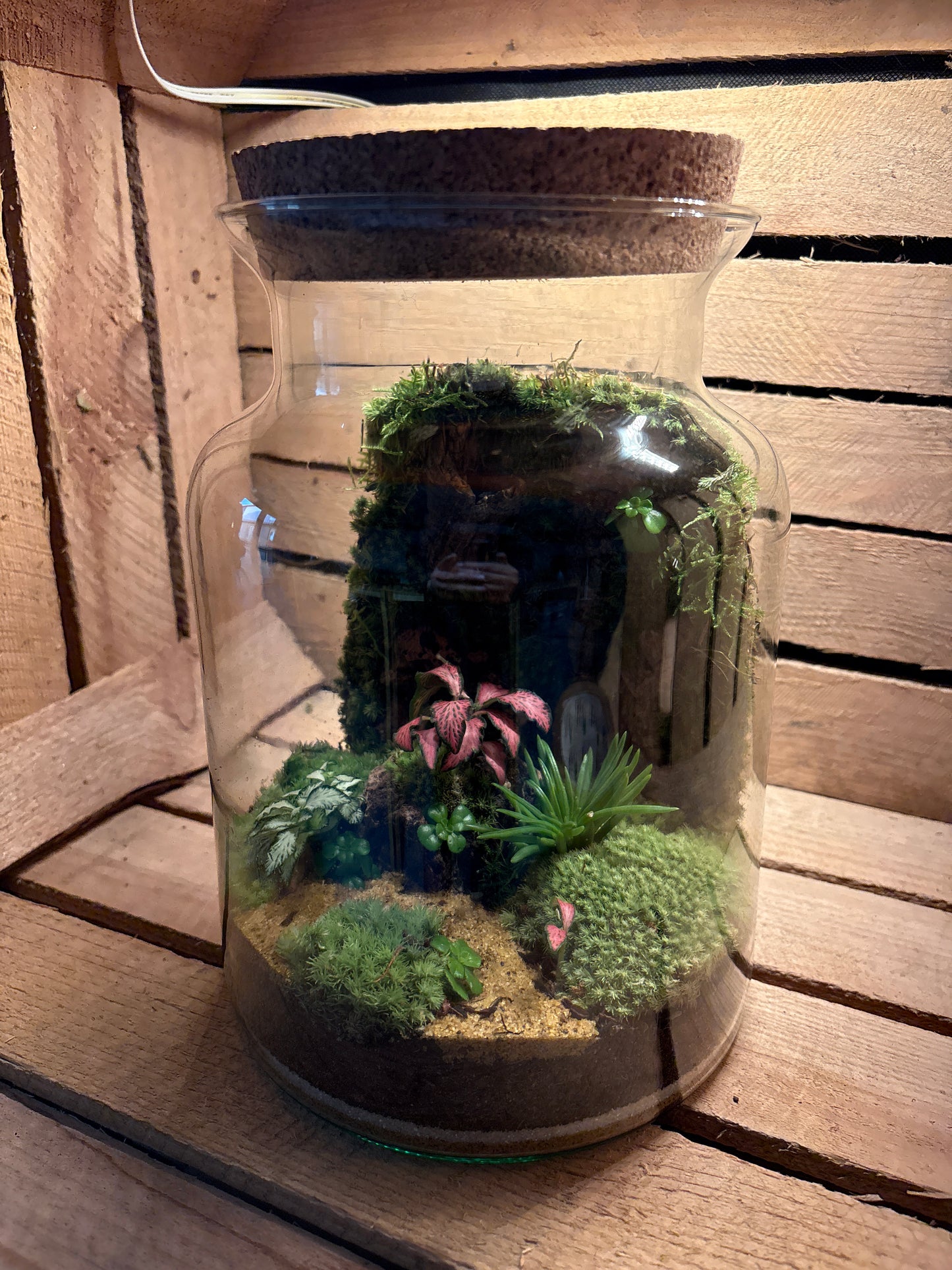 Ready-made Terrarium – Unique Jar