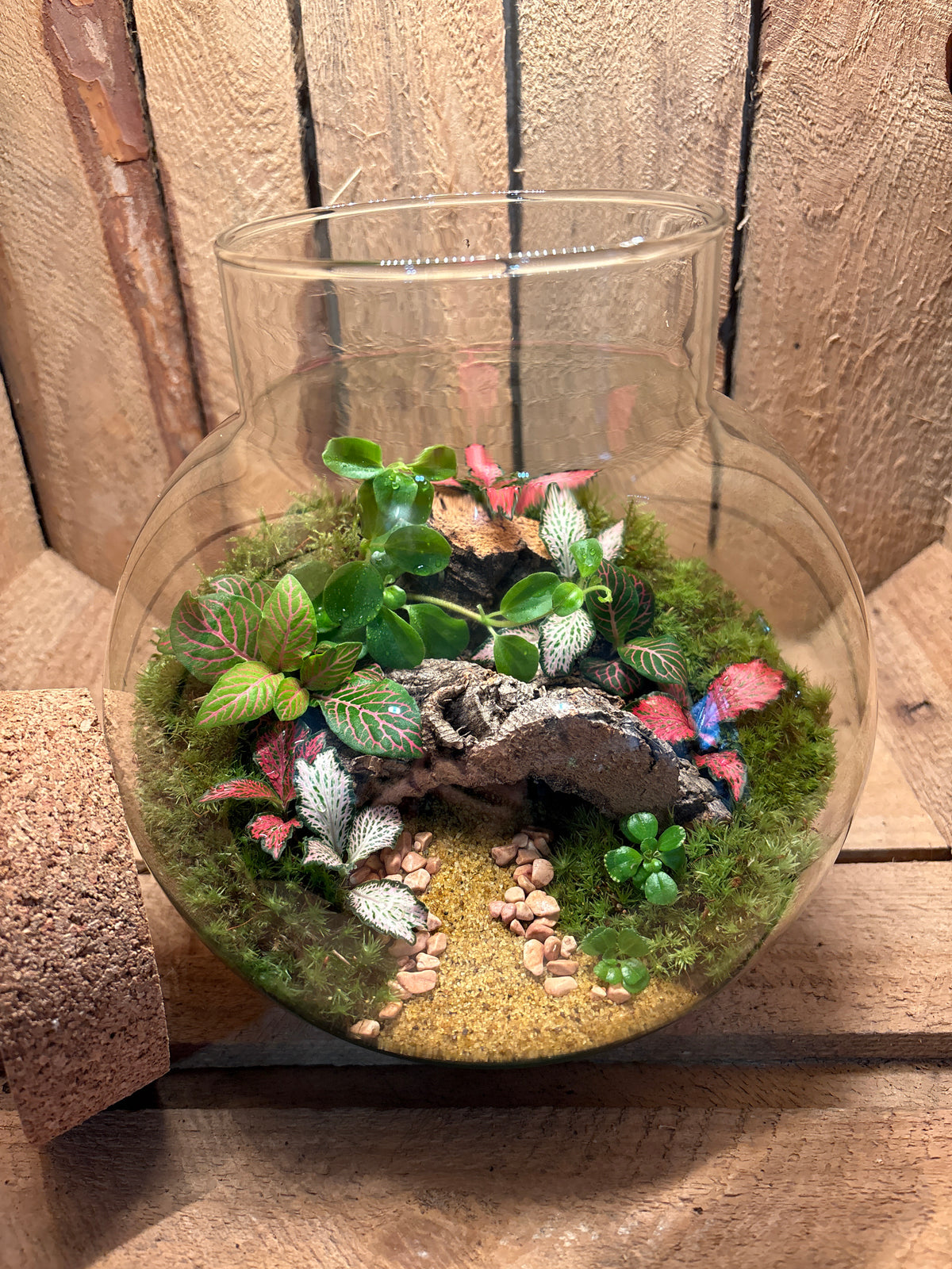 Ready-made Terrarium – George Jar