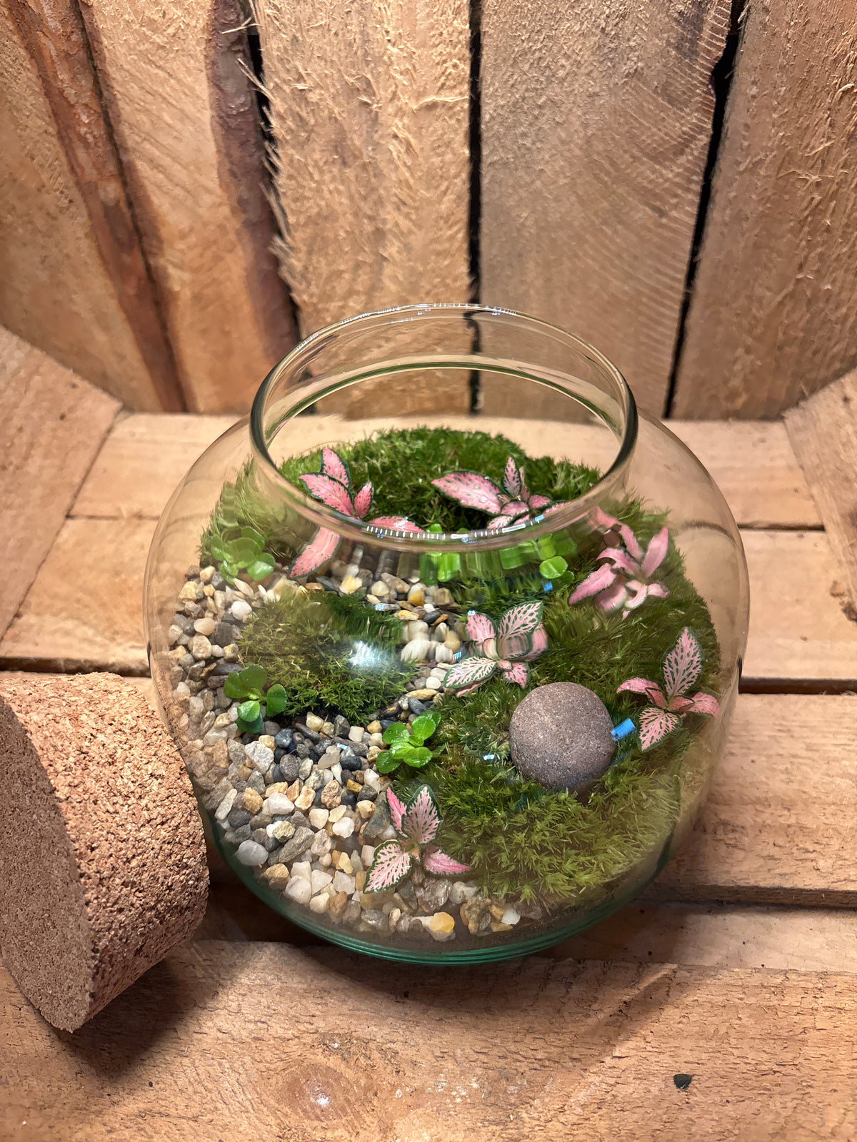 Ready-made Terrarium – Rick
