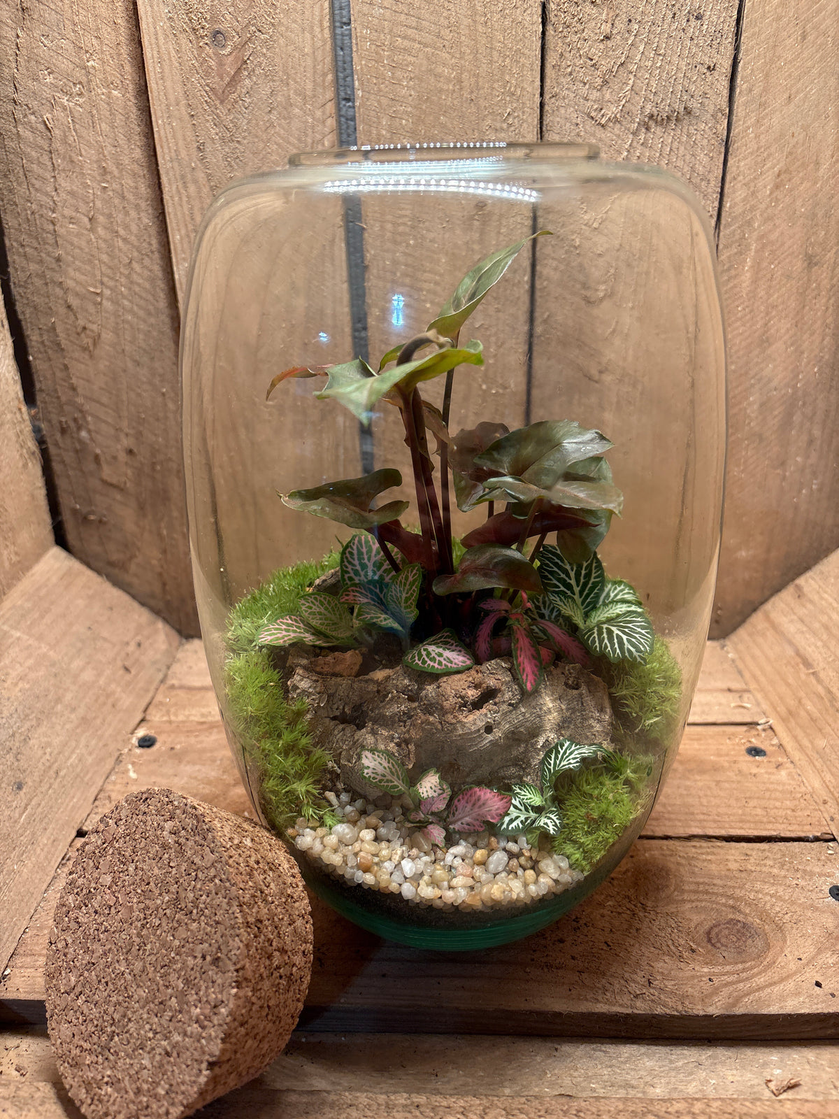 Ready-made Terrarium – Izzy
