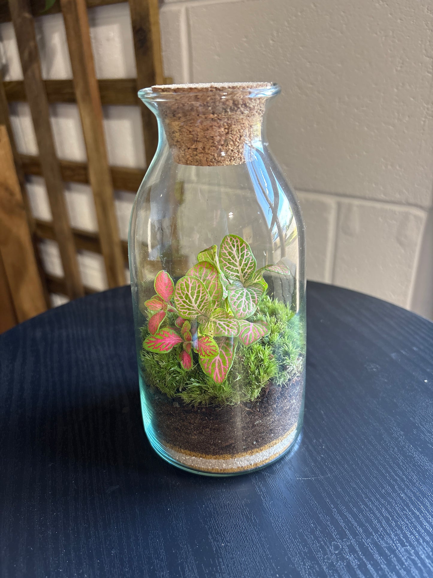 Ready-made Terrarium – Chloe Jar