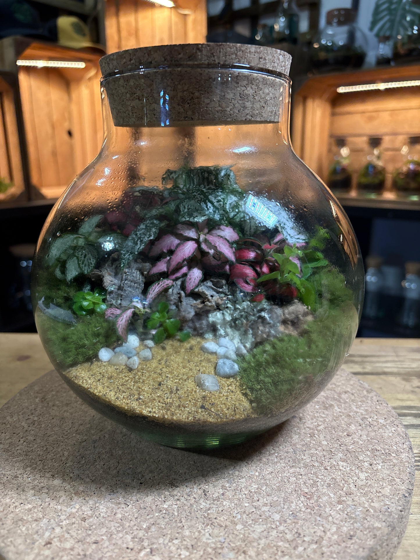 Ready-made Terrarium – George Jar