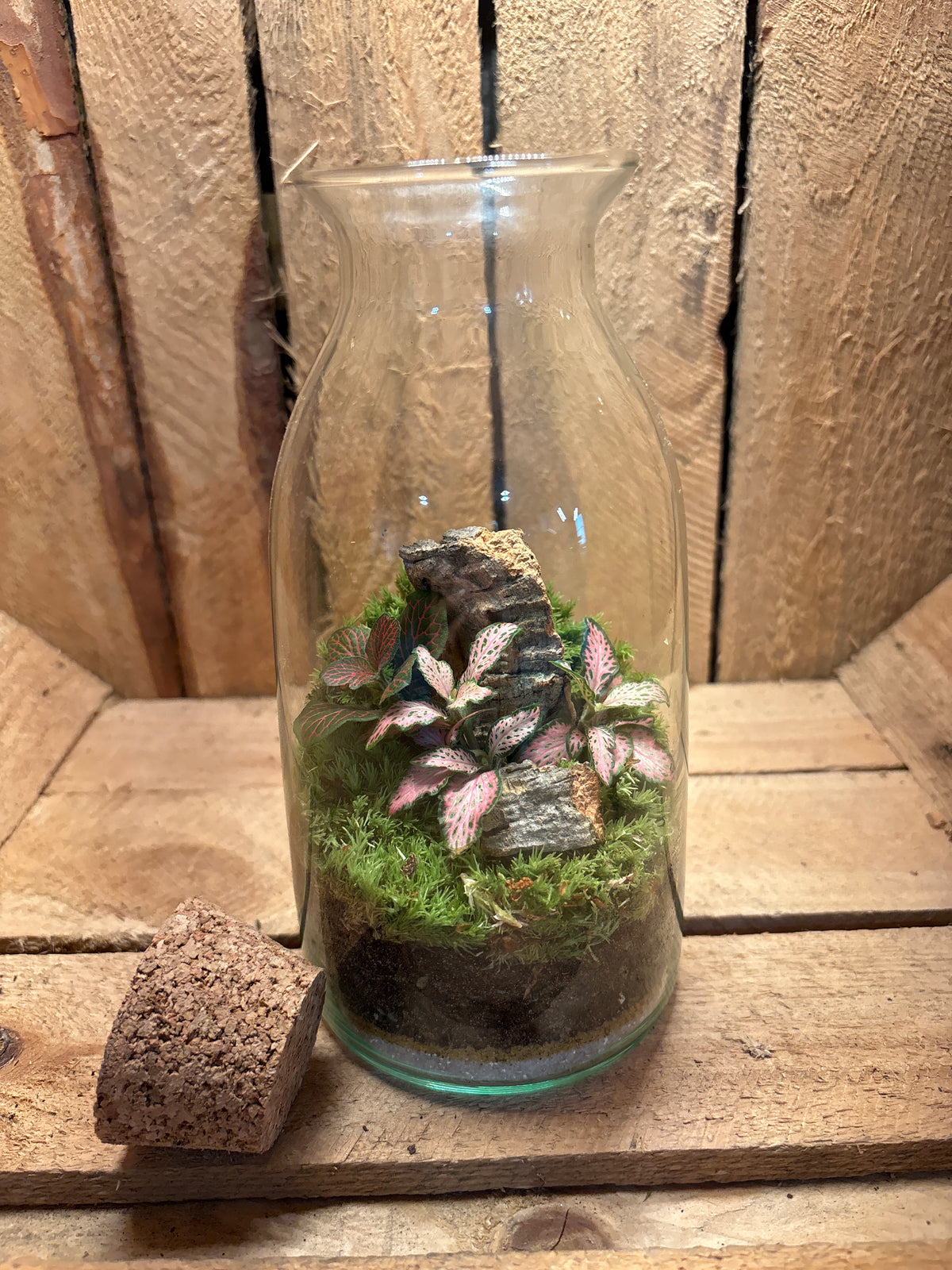Ready-made Terrarium – Chloe Jar