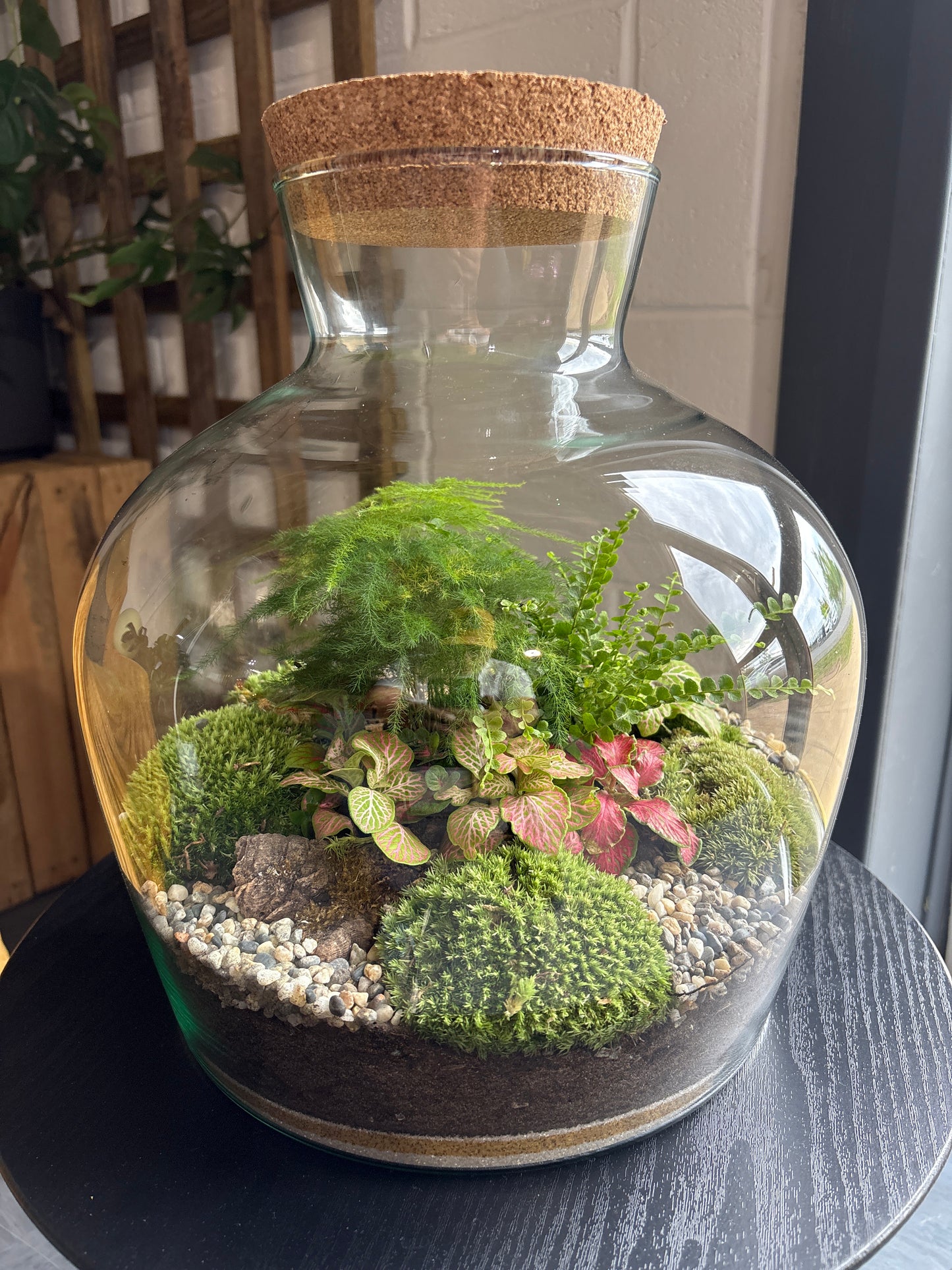 Ready-made Terrarium – Matthew Jar