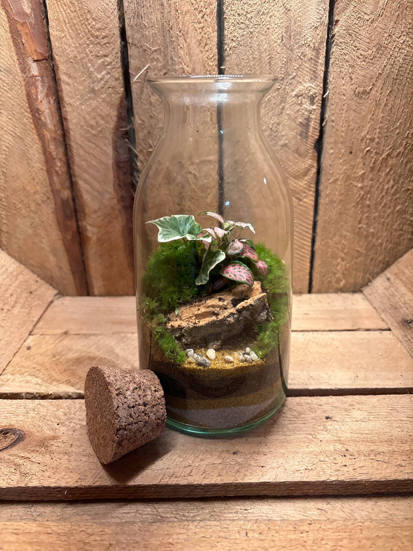 Ready-made Terrarium – Chloe Jar