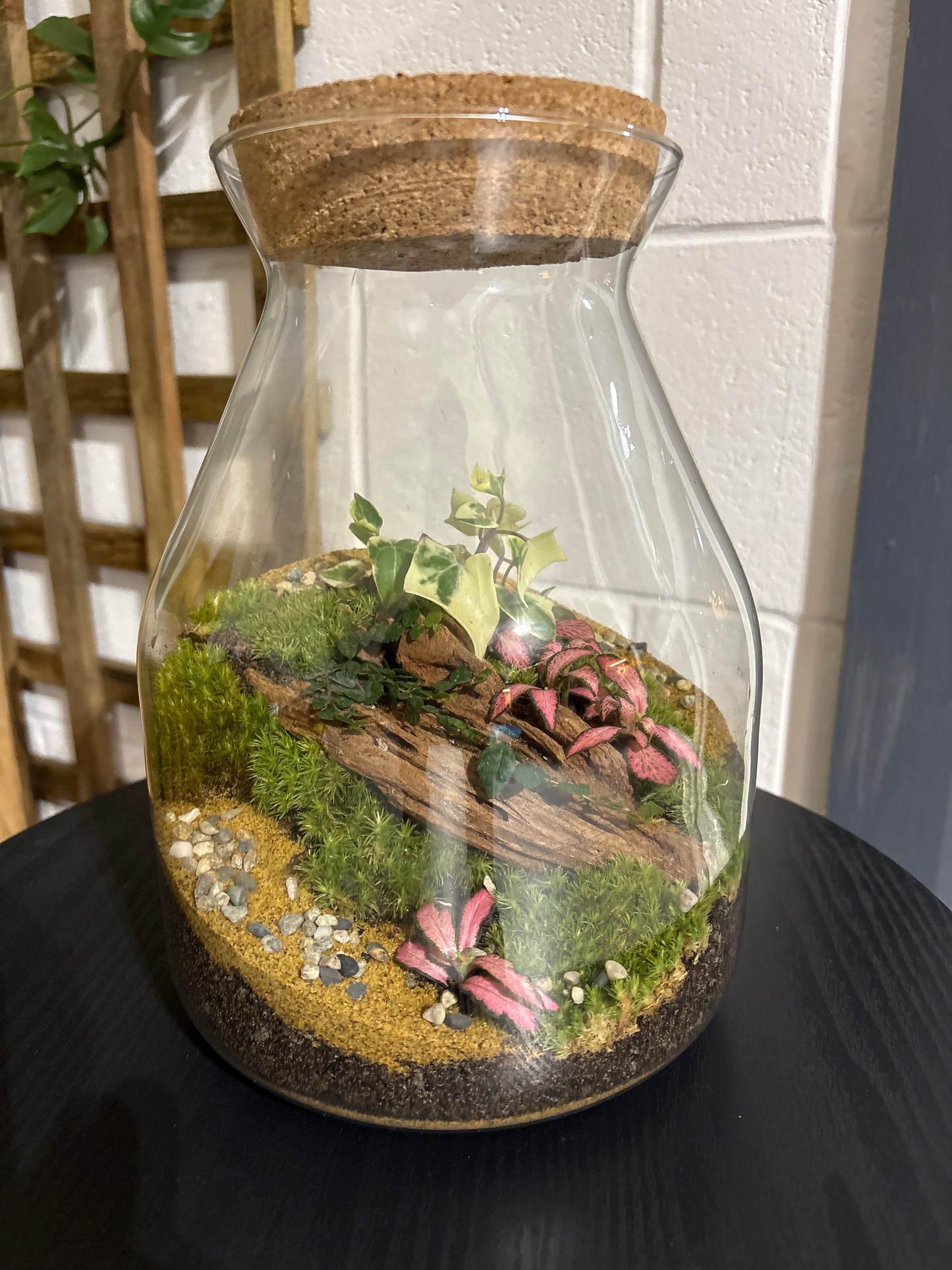 Ready-made Terrarium – Jamie Jar