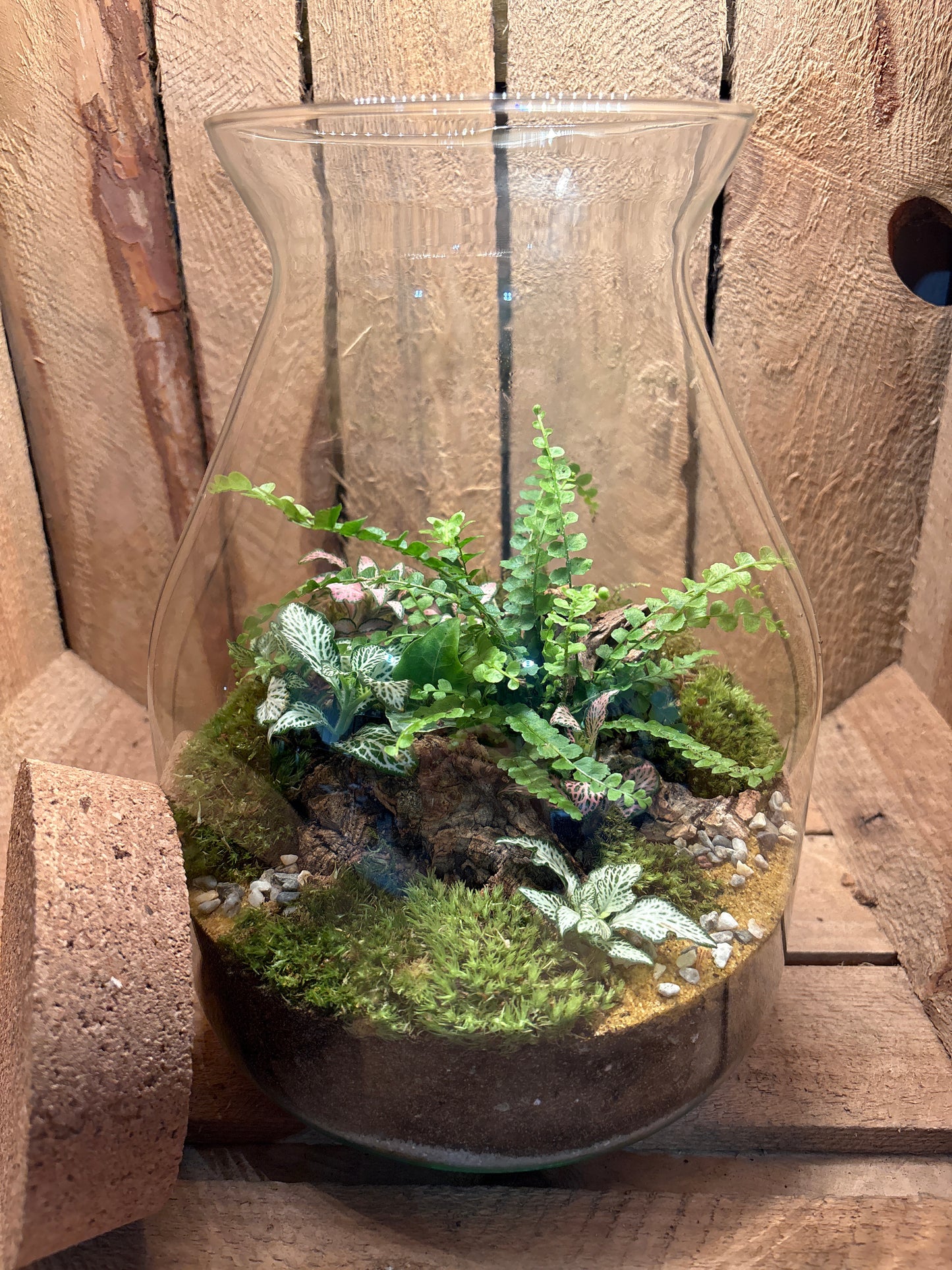 Ready-made Terrarium – Jamie Jar