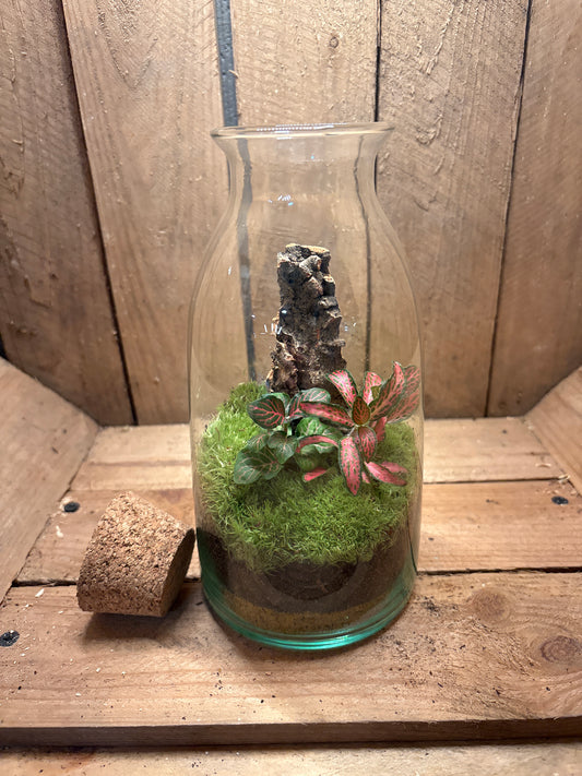 Ready-made Terrarium – Chloe Jar
