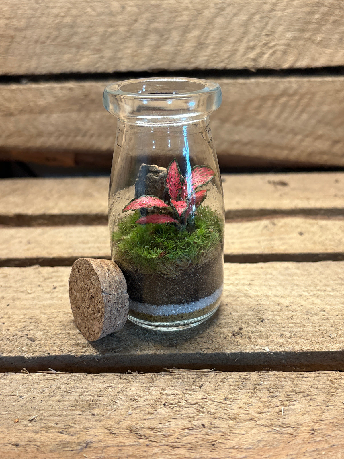 Ready-made Terrarium - Tiny