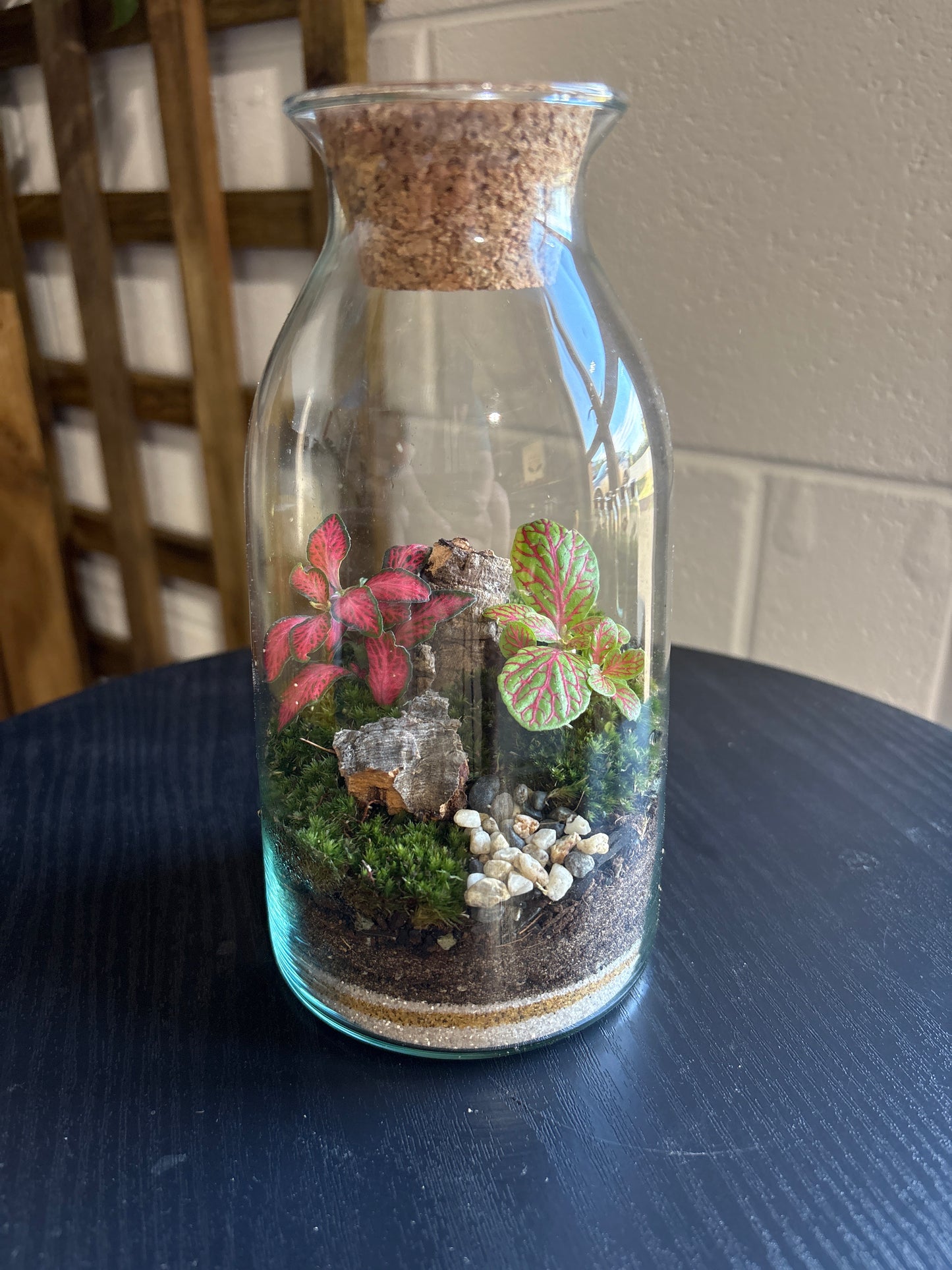 Ready-made Terrarium – Chloe Jar