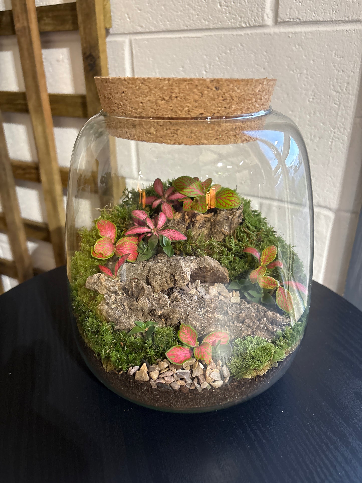 Ready-made Terrarium – Anna Jar
