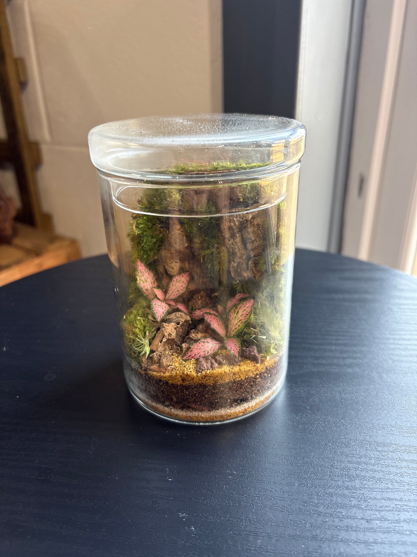 Ready-made Terrarium – Unique Jar
