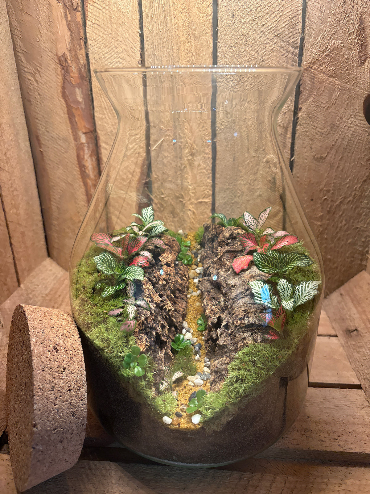 Ready-made Terrarium – Jamie Jar
