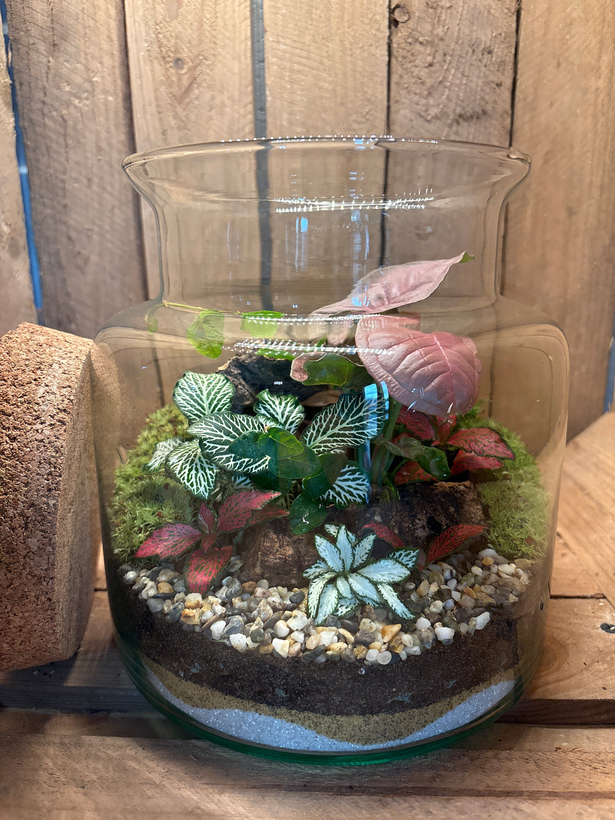 Ready-made Terrarium – Paige