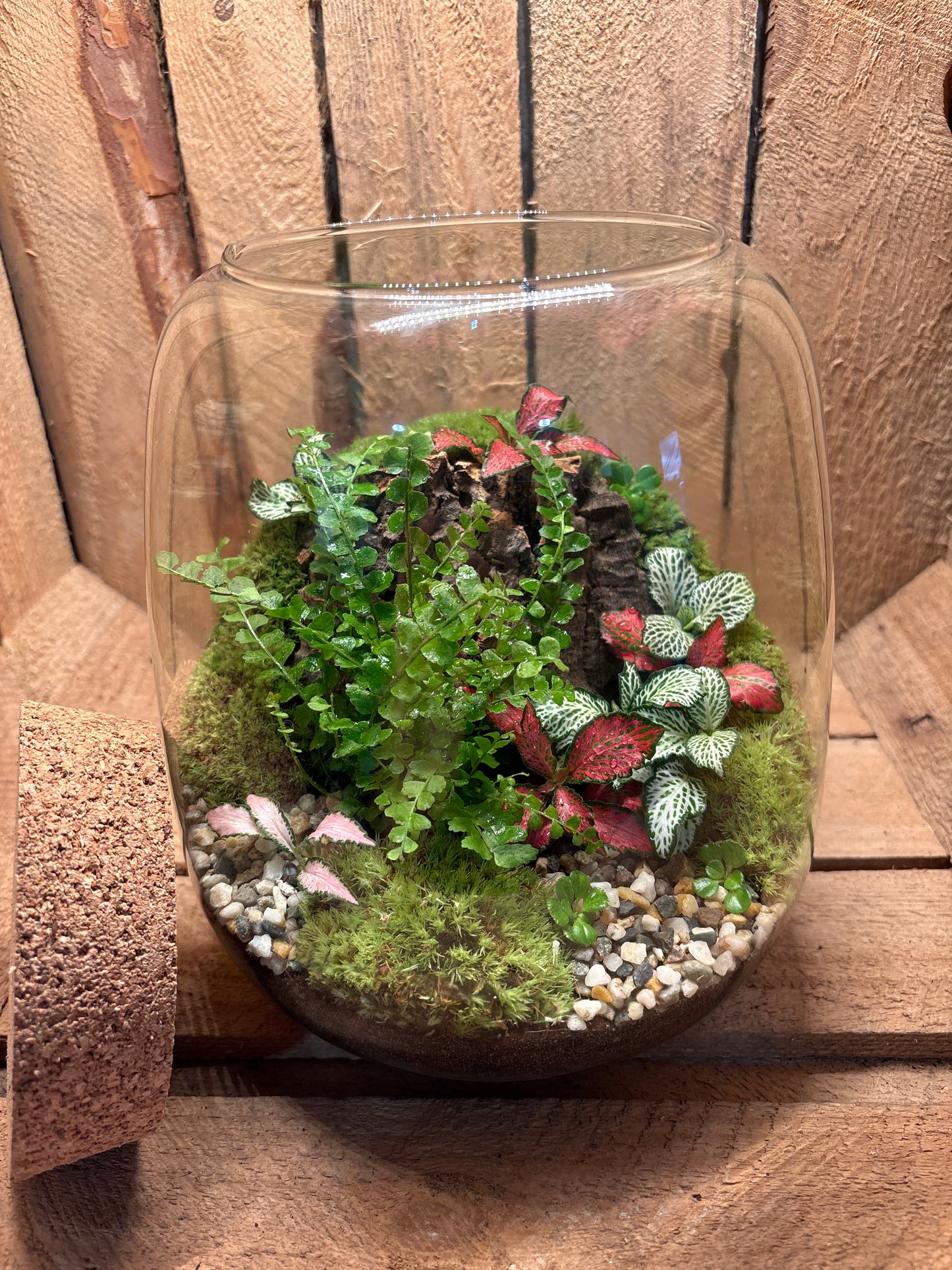 Ready-made Terrarium – Anna Jar