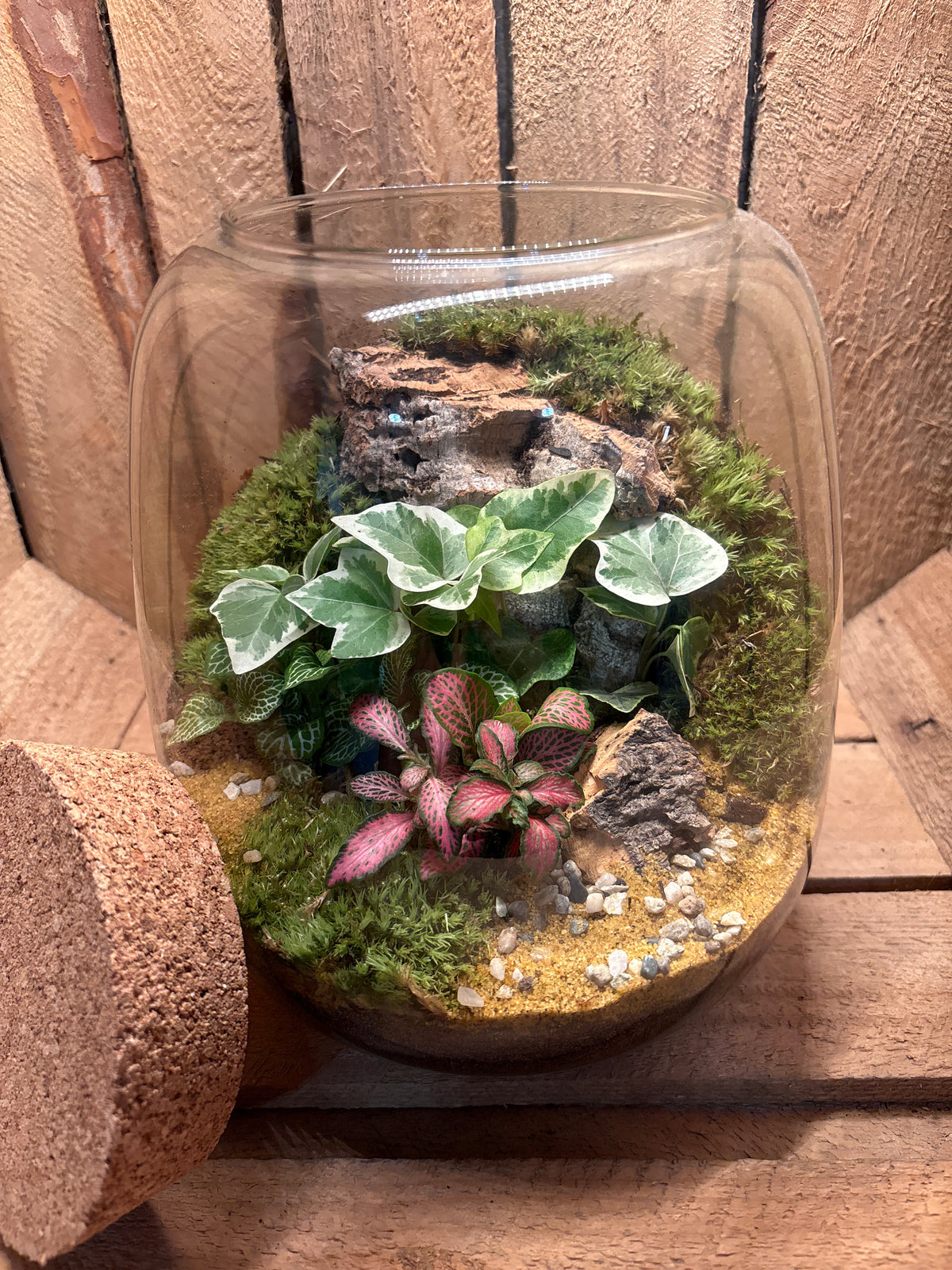 Ready-made Terrarium – Anna Jar