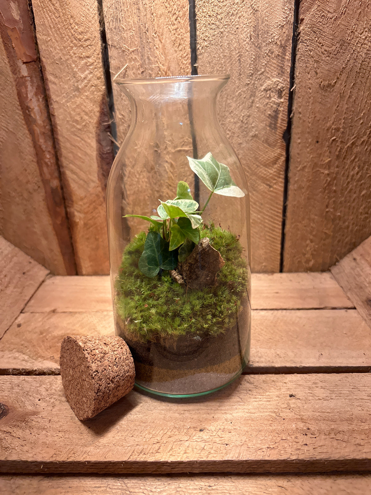 Ready-made Terrarium – Chloe Jar