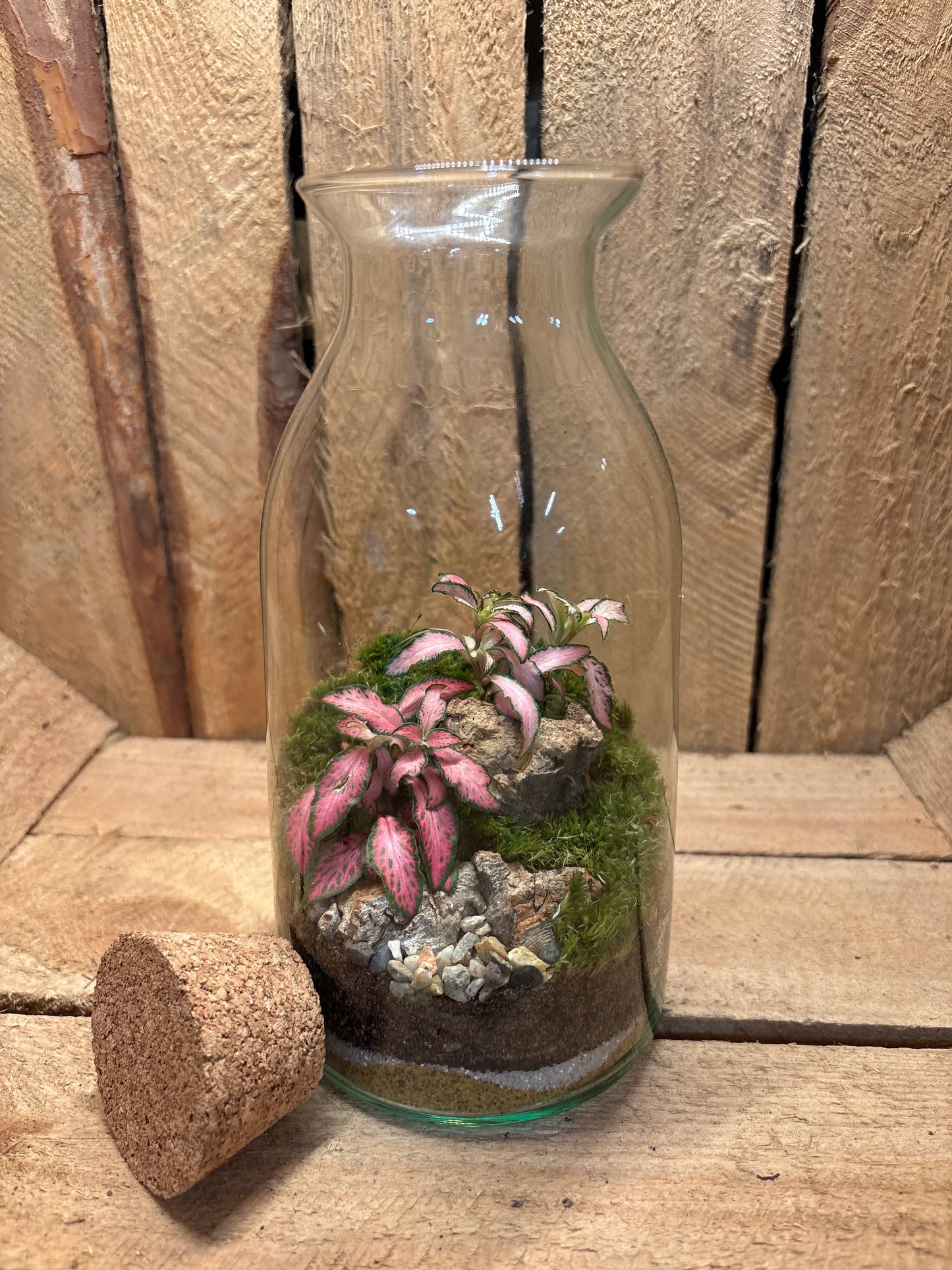Ready-made Terrarium – Chloe Jar