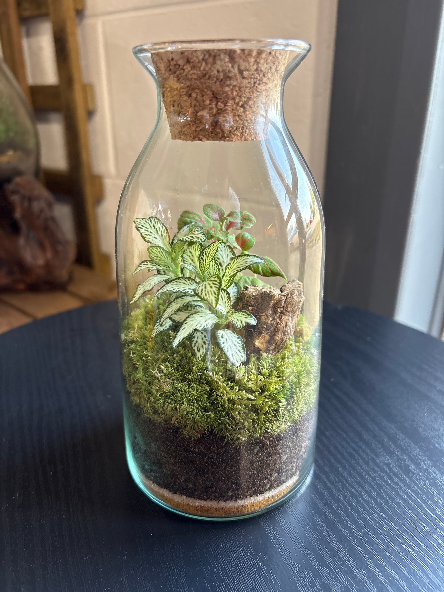 Ready-made Terrarium – Chloe Jar