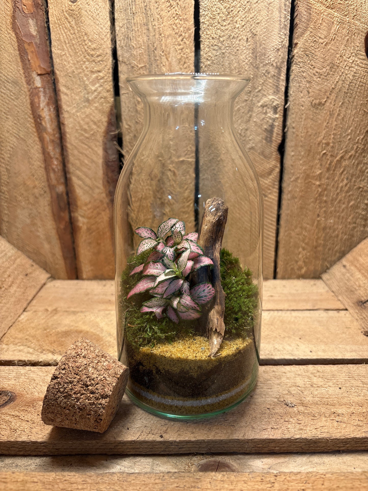 Ready-made Terrarium – Chloe Jar