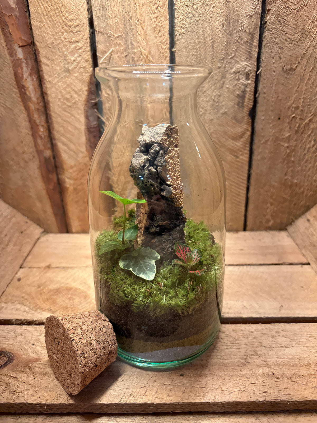 Ready-made Terrarium – Chloe Jar
