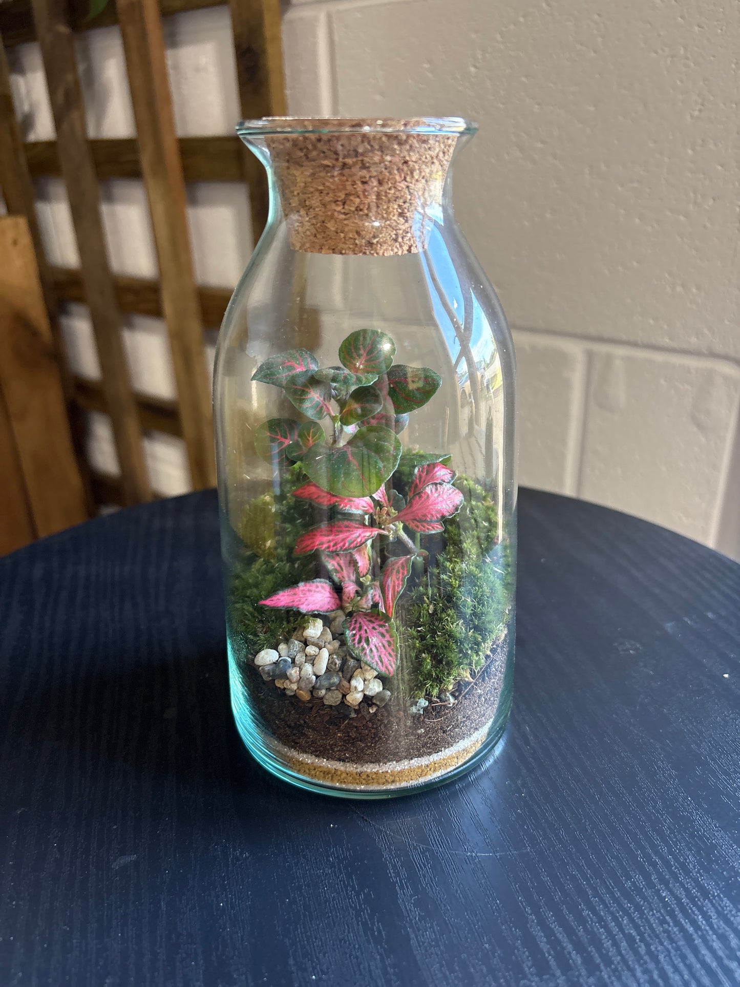 Ready-made Terrarium – Chloe Jar