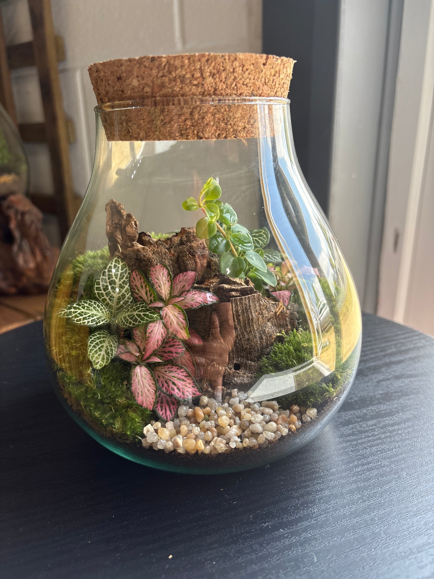 Ready-made Terrarium – Fran Jar