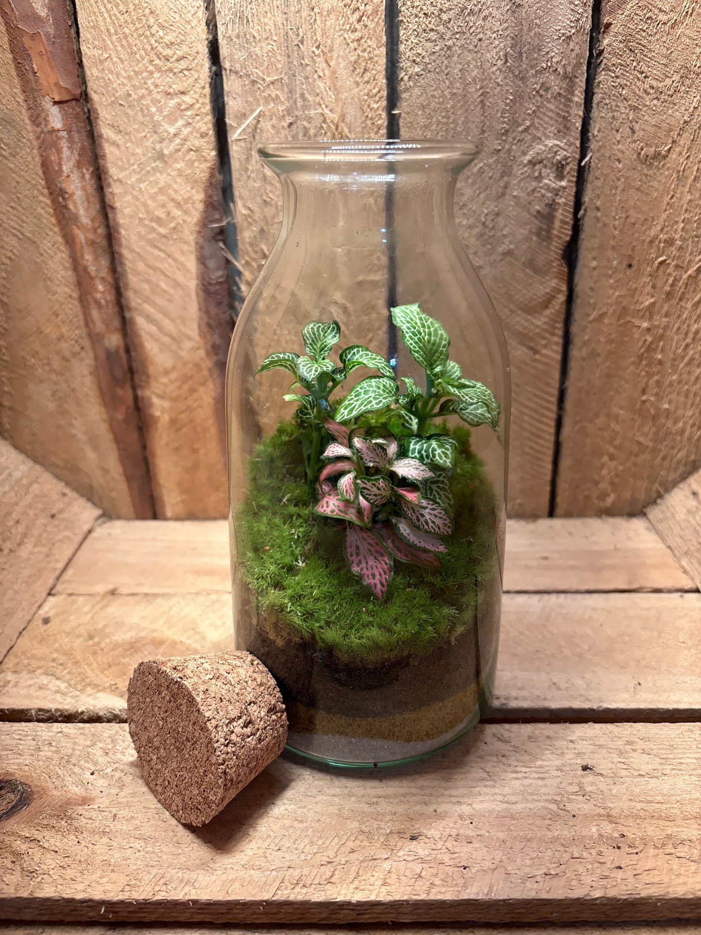 Ready-made Terrarium – Chloe Jar