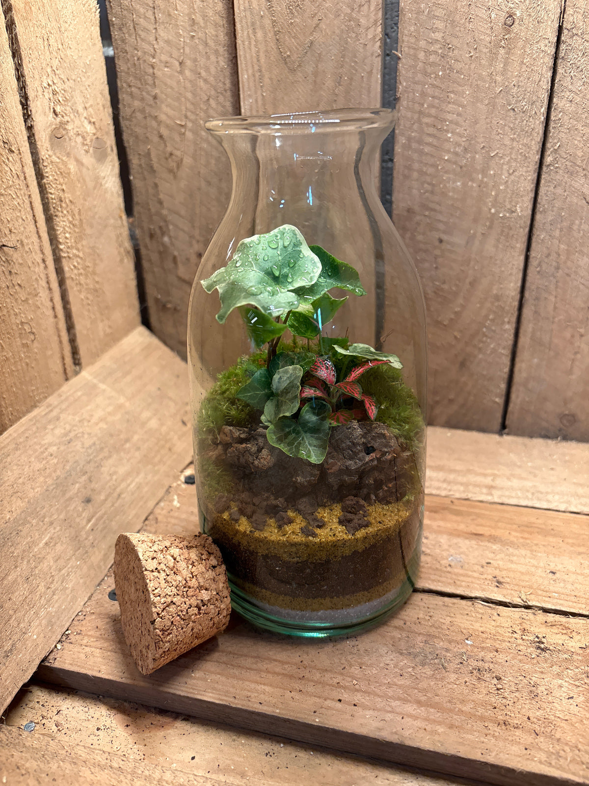 Ready-made Terrarium – Chloe Jar