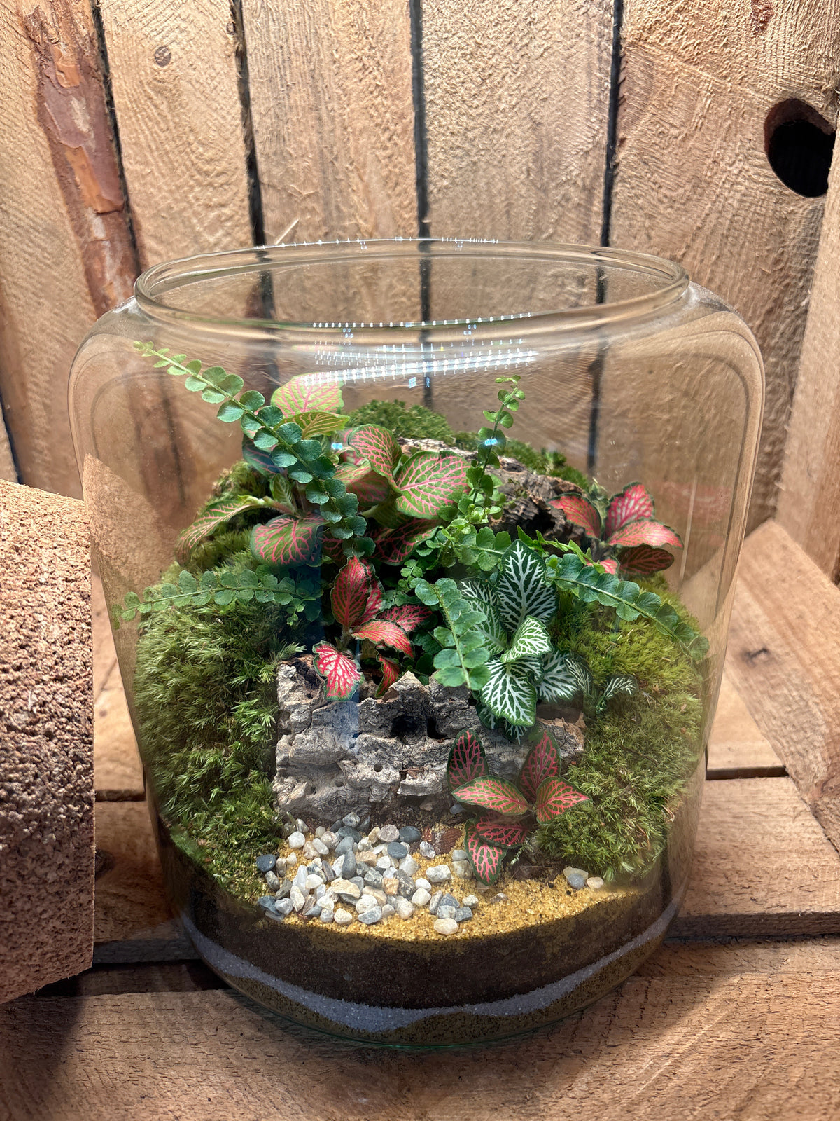 Ready-made Terrarium – Katie