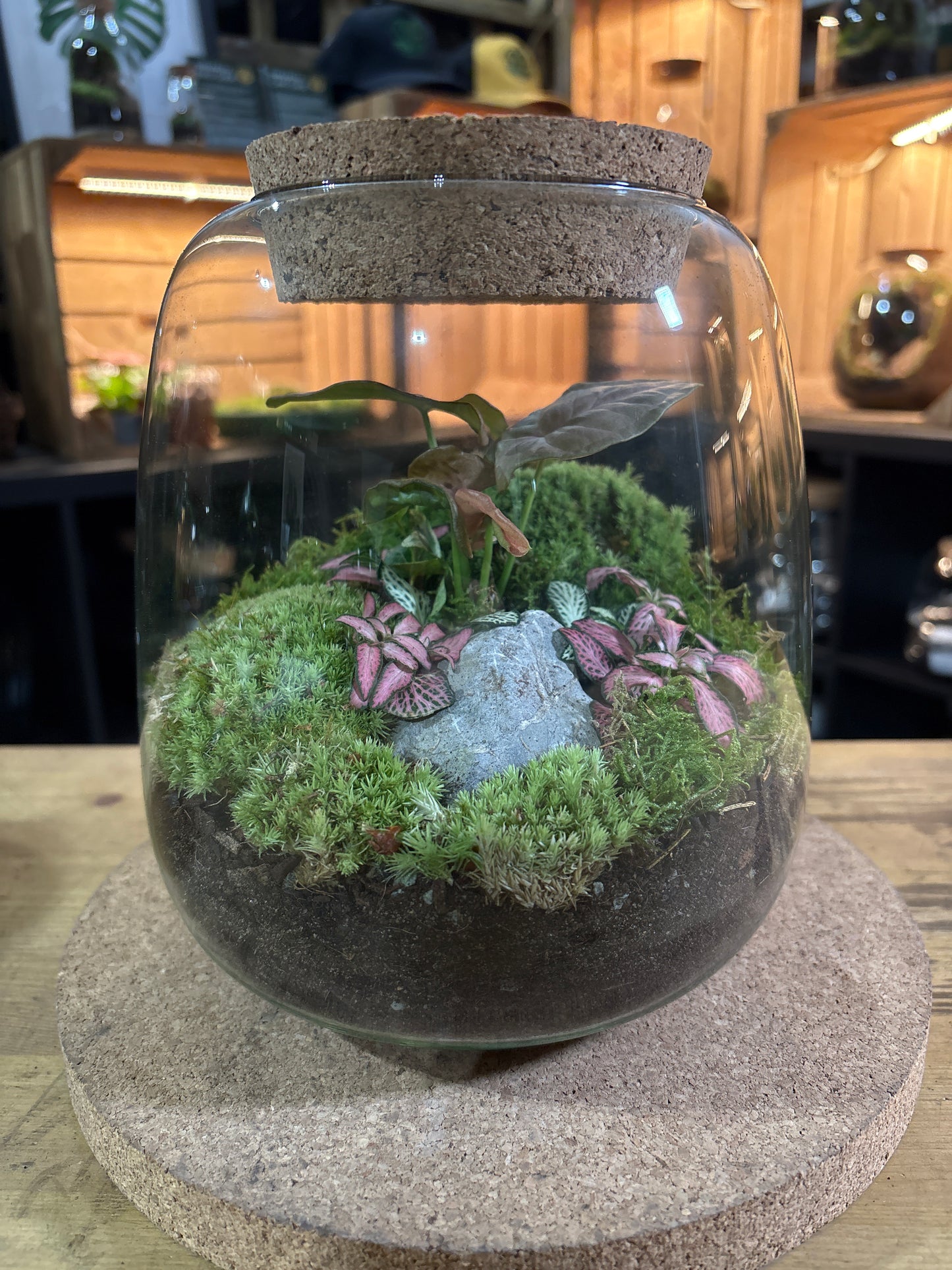 Ready-made Terrarium – Anna Jar