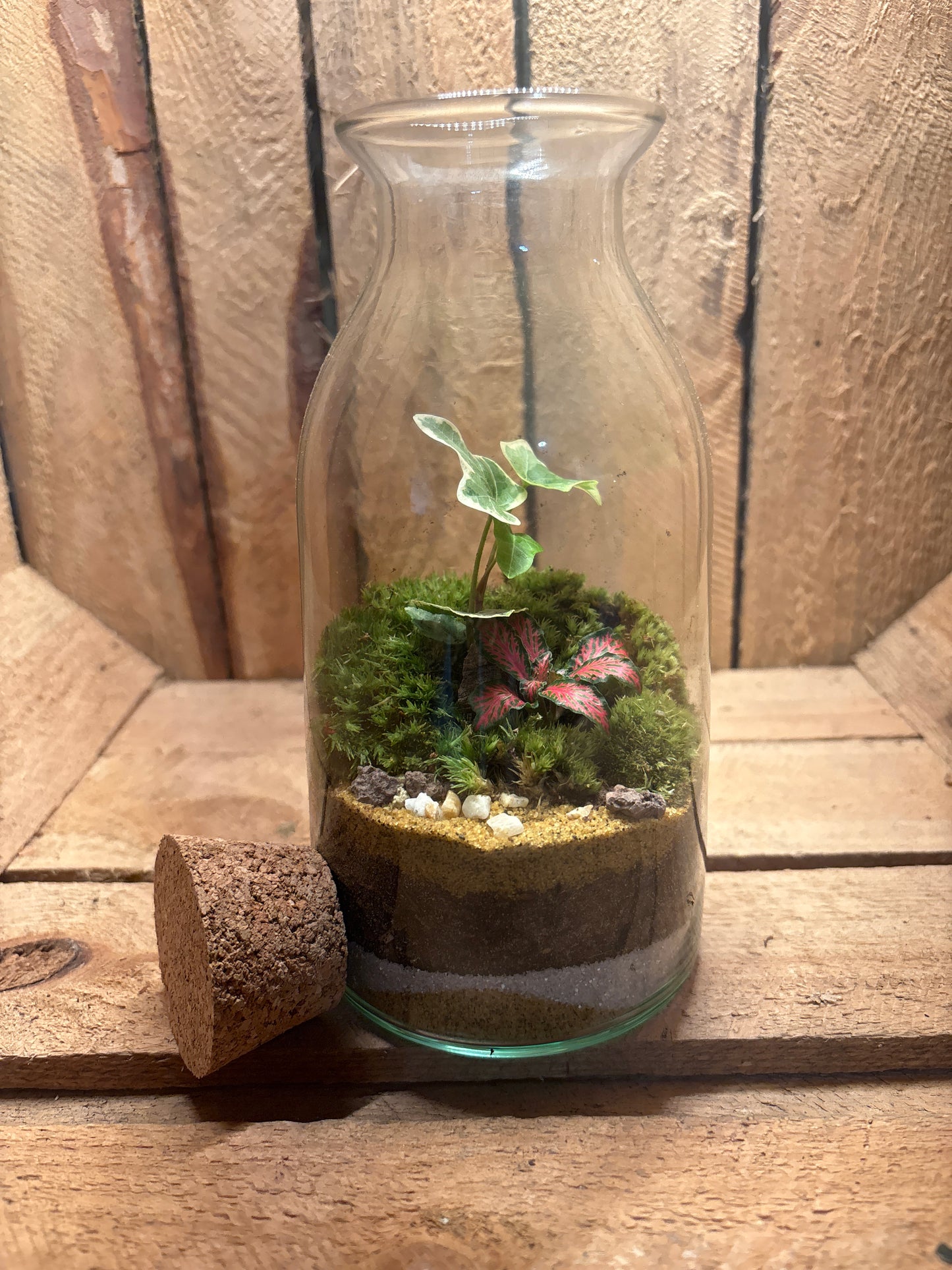 Ready-made Terrarium – Chloe Jar