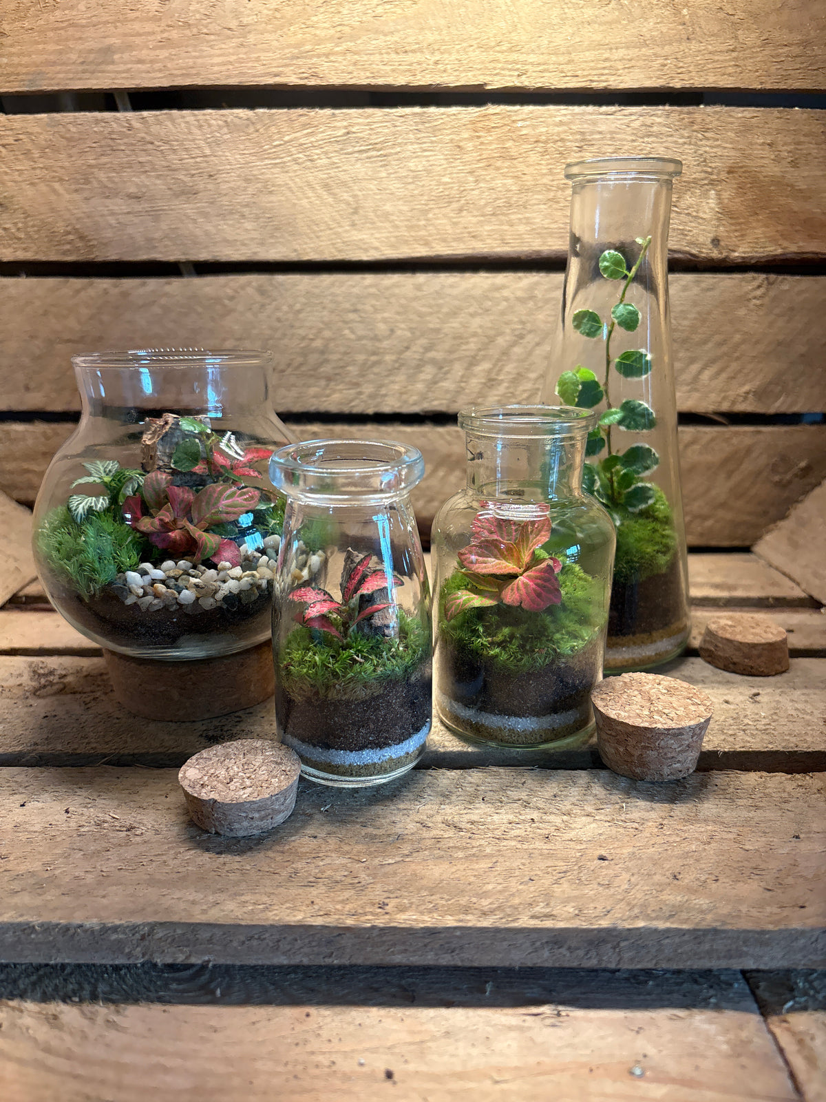 Ready-made Terrarium - Tiny