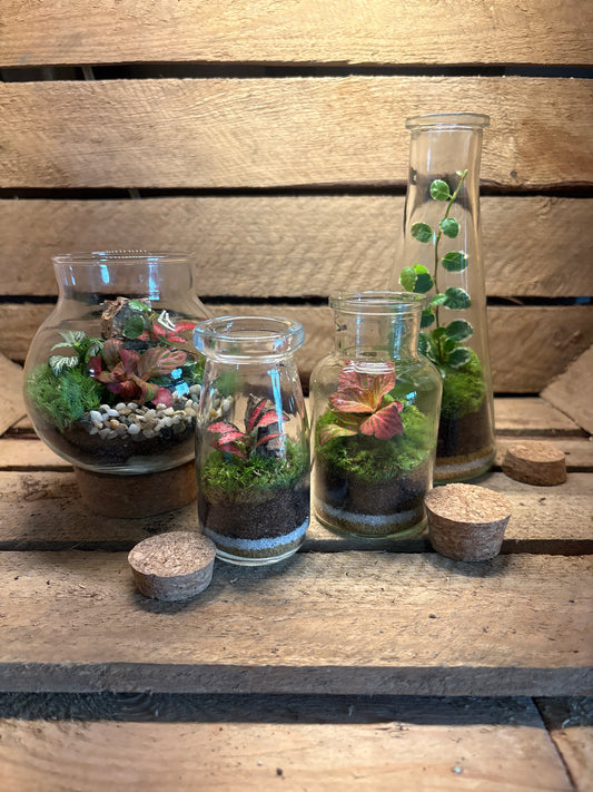 Ready-made Terrarium - Tiny