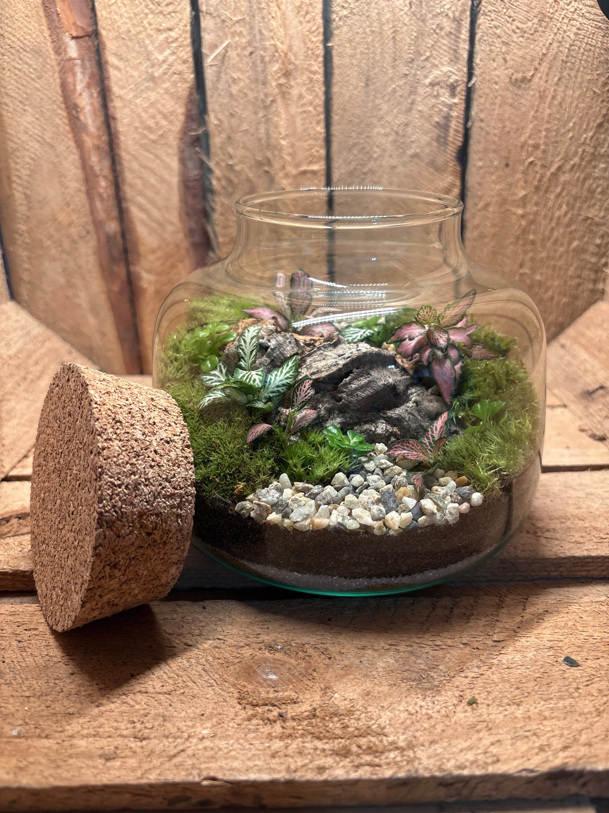 Ready-made Terrarium – Rick