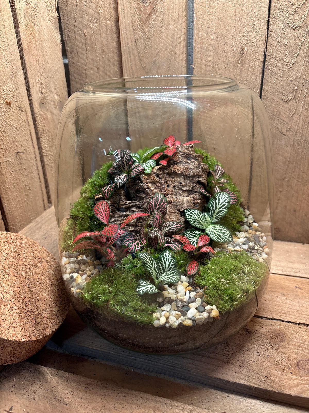 Ready-made Terrarium – Anna Jar