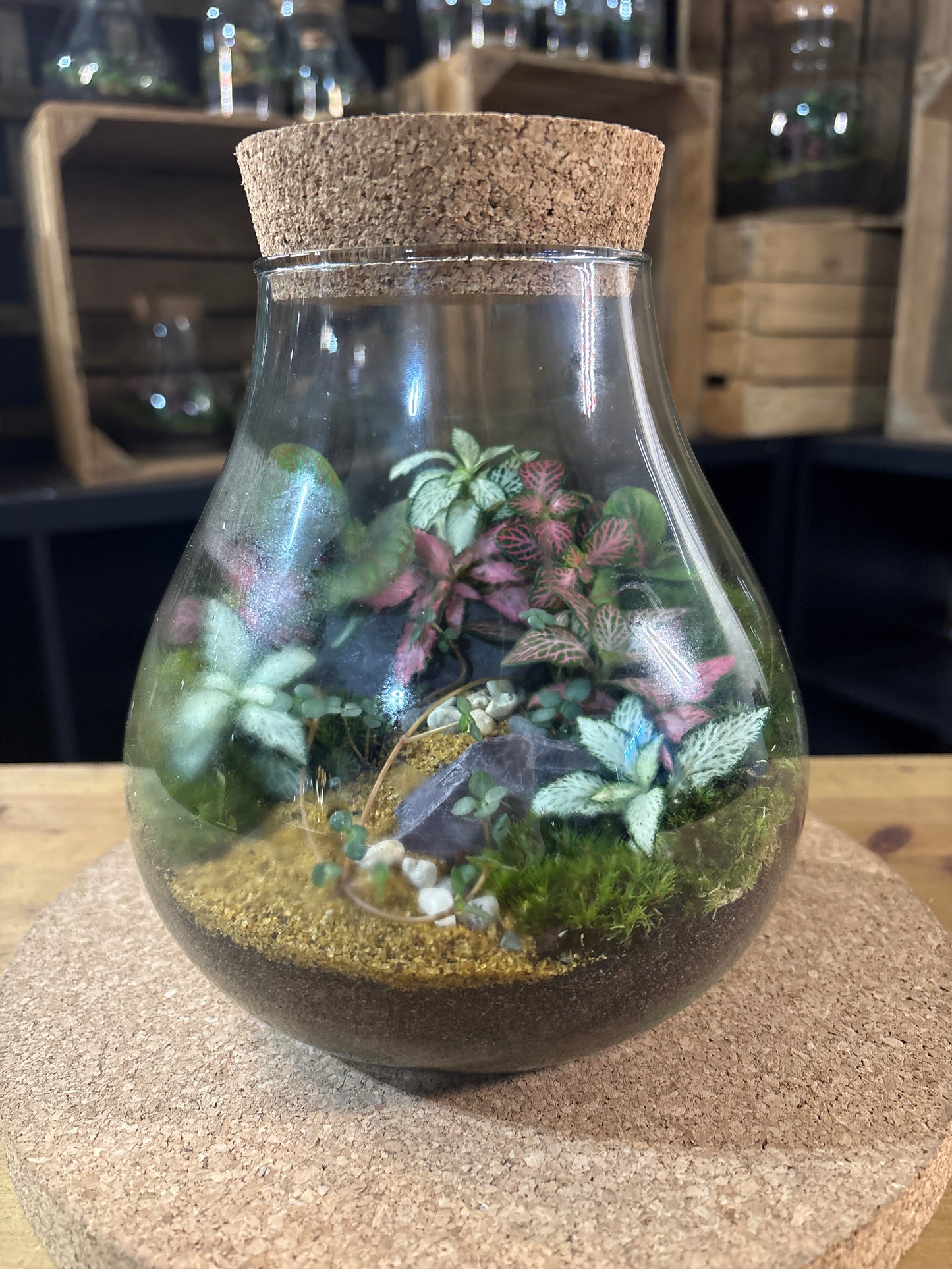 Ready-made Terrarium – Fran Jar