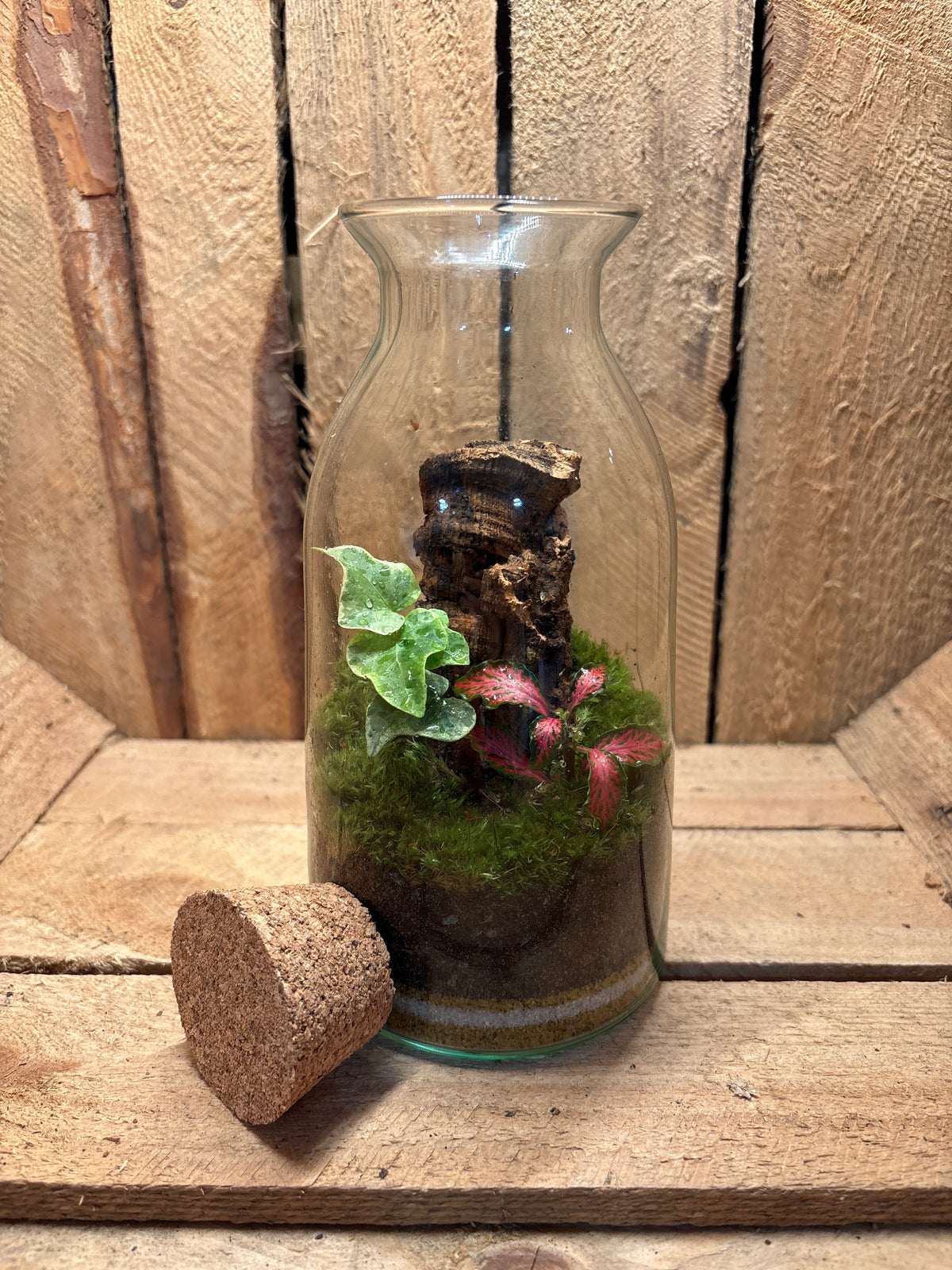 Ready-made Terrarium – Chloe Jar