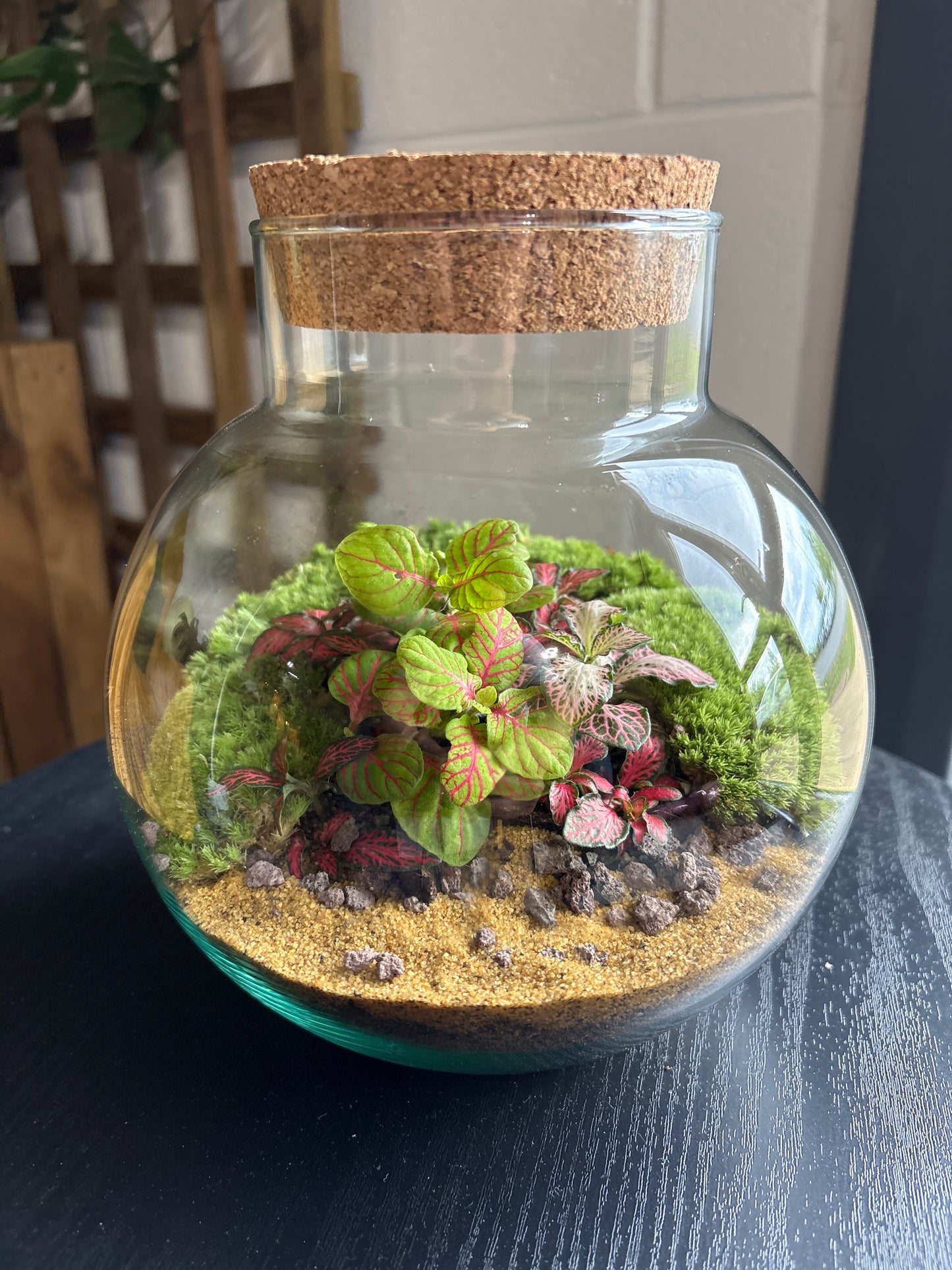 Ready-made Terrarium – George Jar